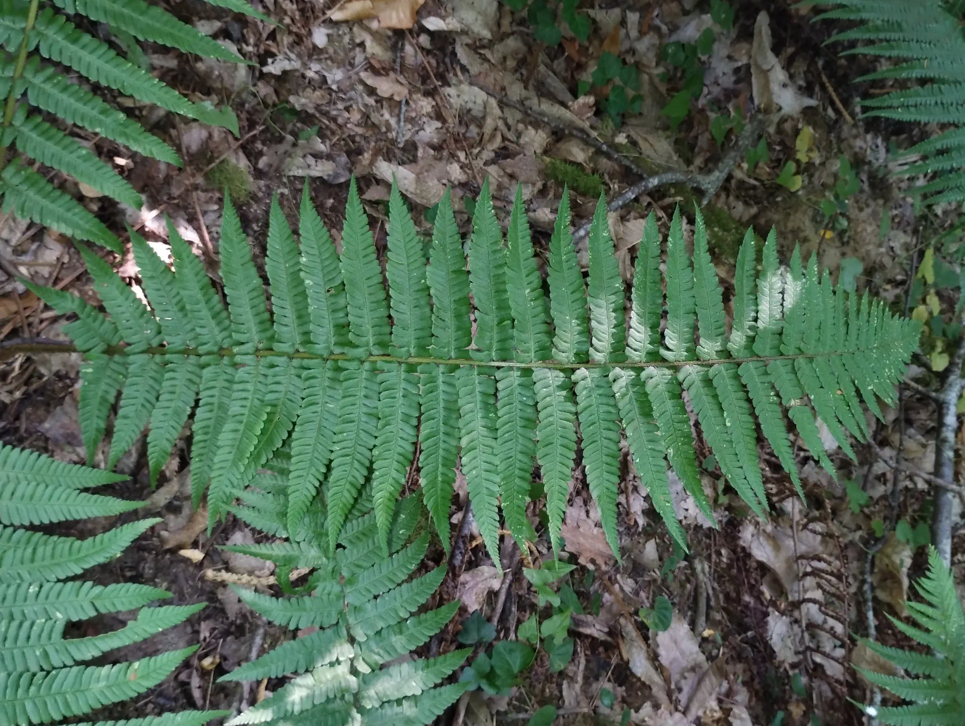 img/dryopteris-affinis-borreri-14.webp