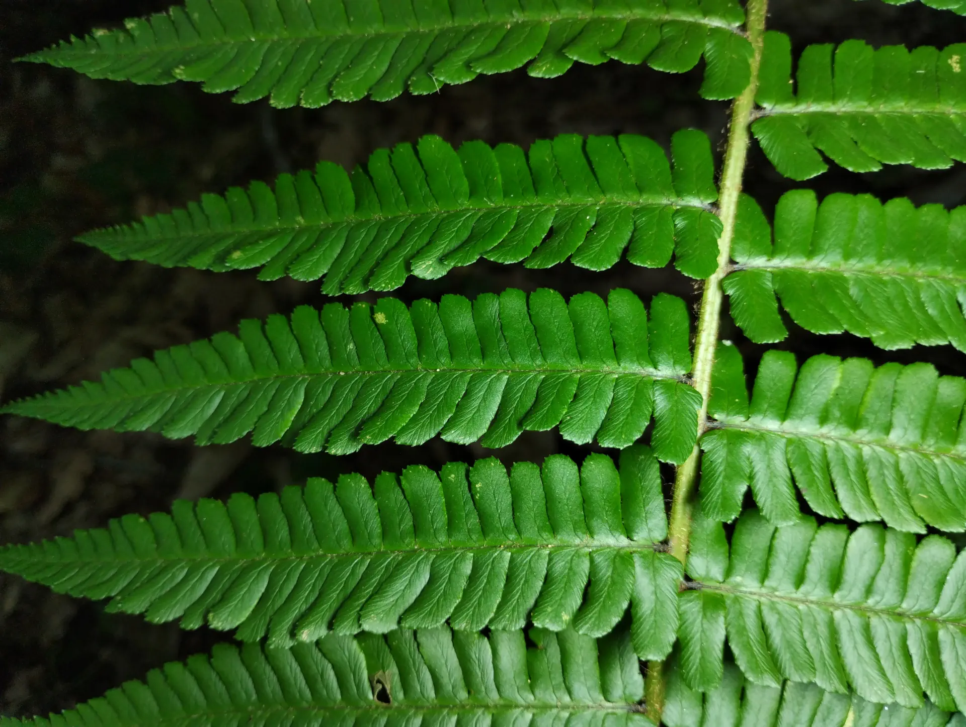 img/dryopteris-affinis-borreri-15.webp