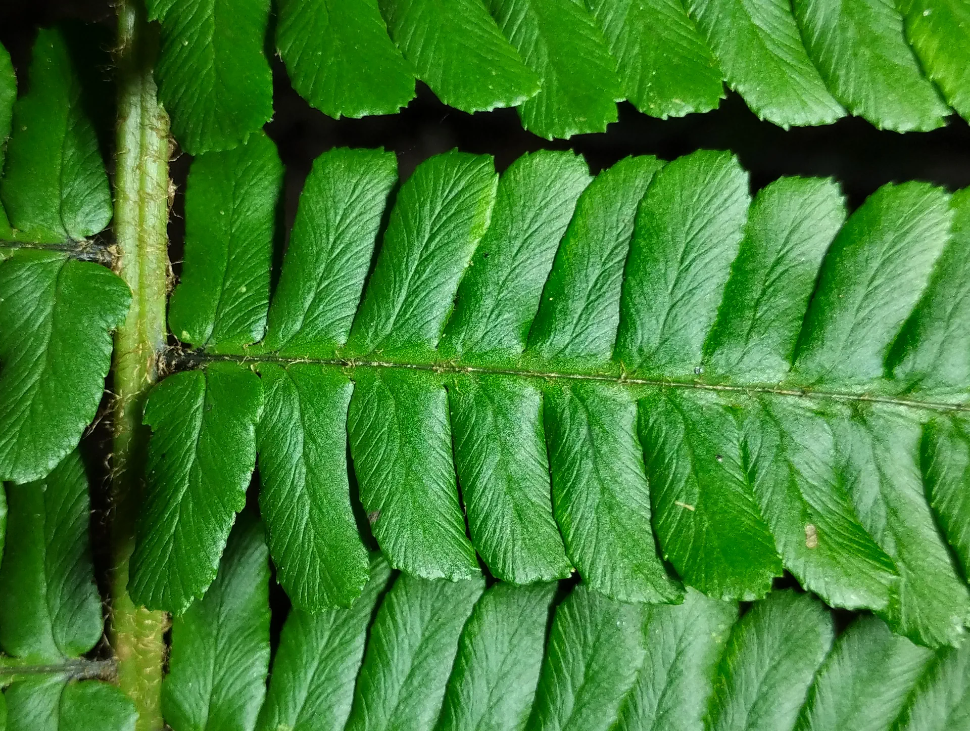 img/dryopteris-affinis-borreri-16.webp