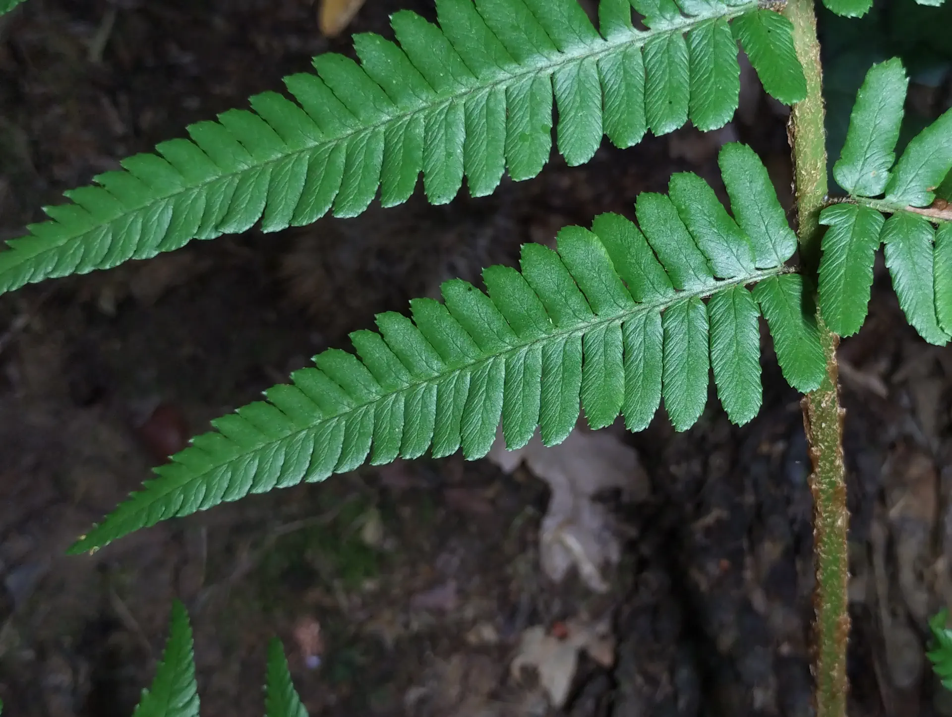 img/dryopteris-affinis-borreri-17.webp