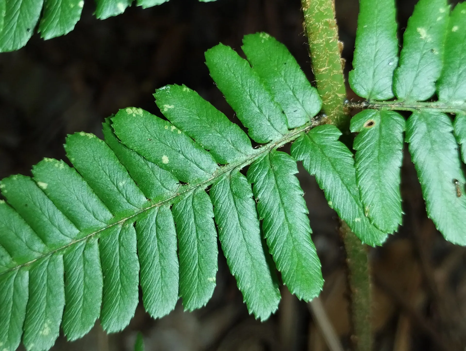 img/dryopteris-affinis-borreri-18.webp