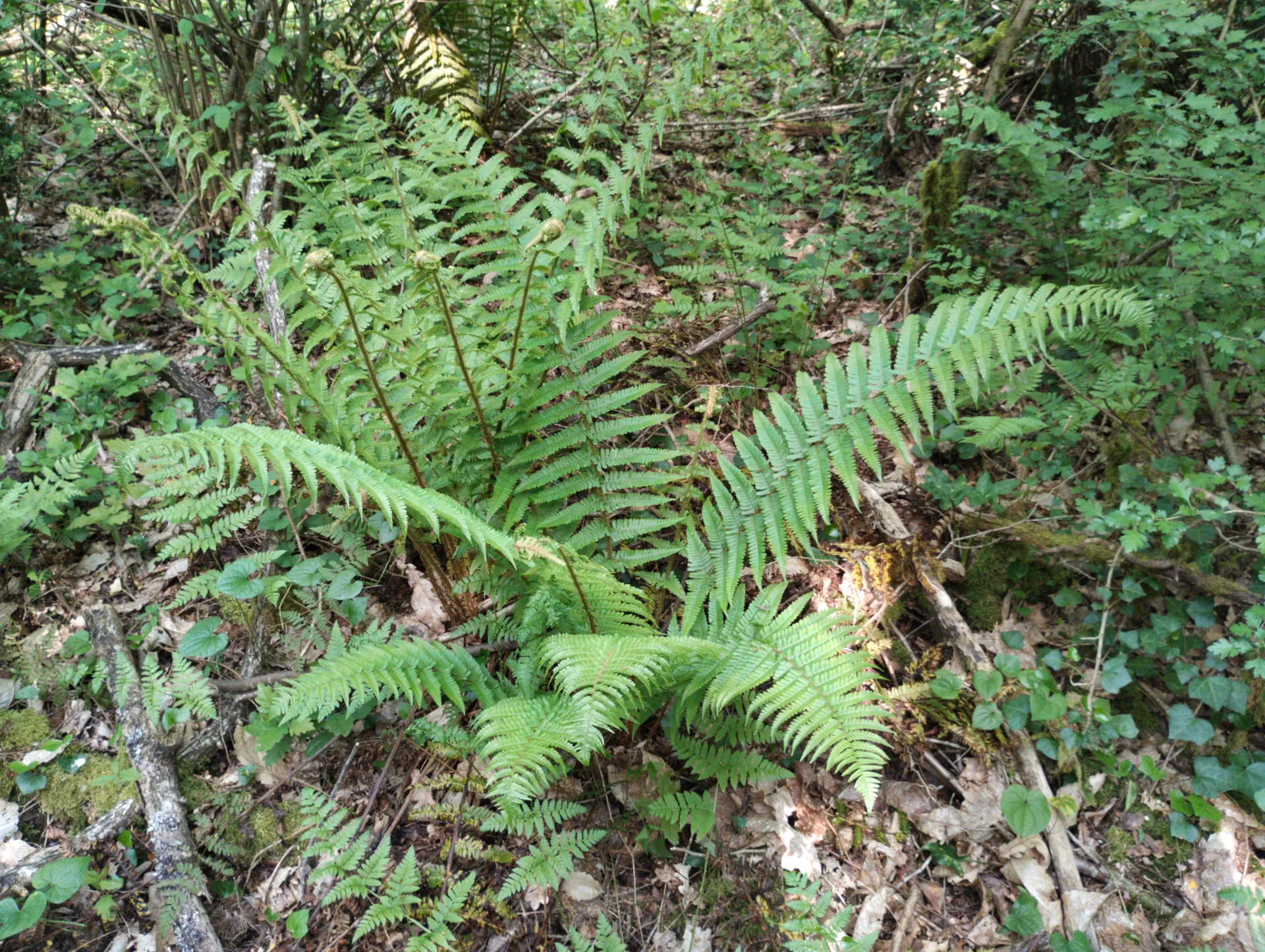 img/dryopteris-affinis-borreri-19.webp