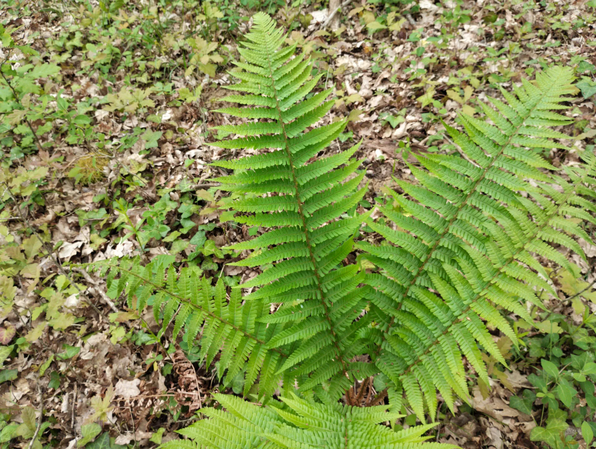 img/dryopteris-affinis-borreri-2.webp