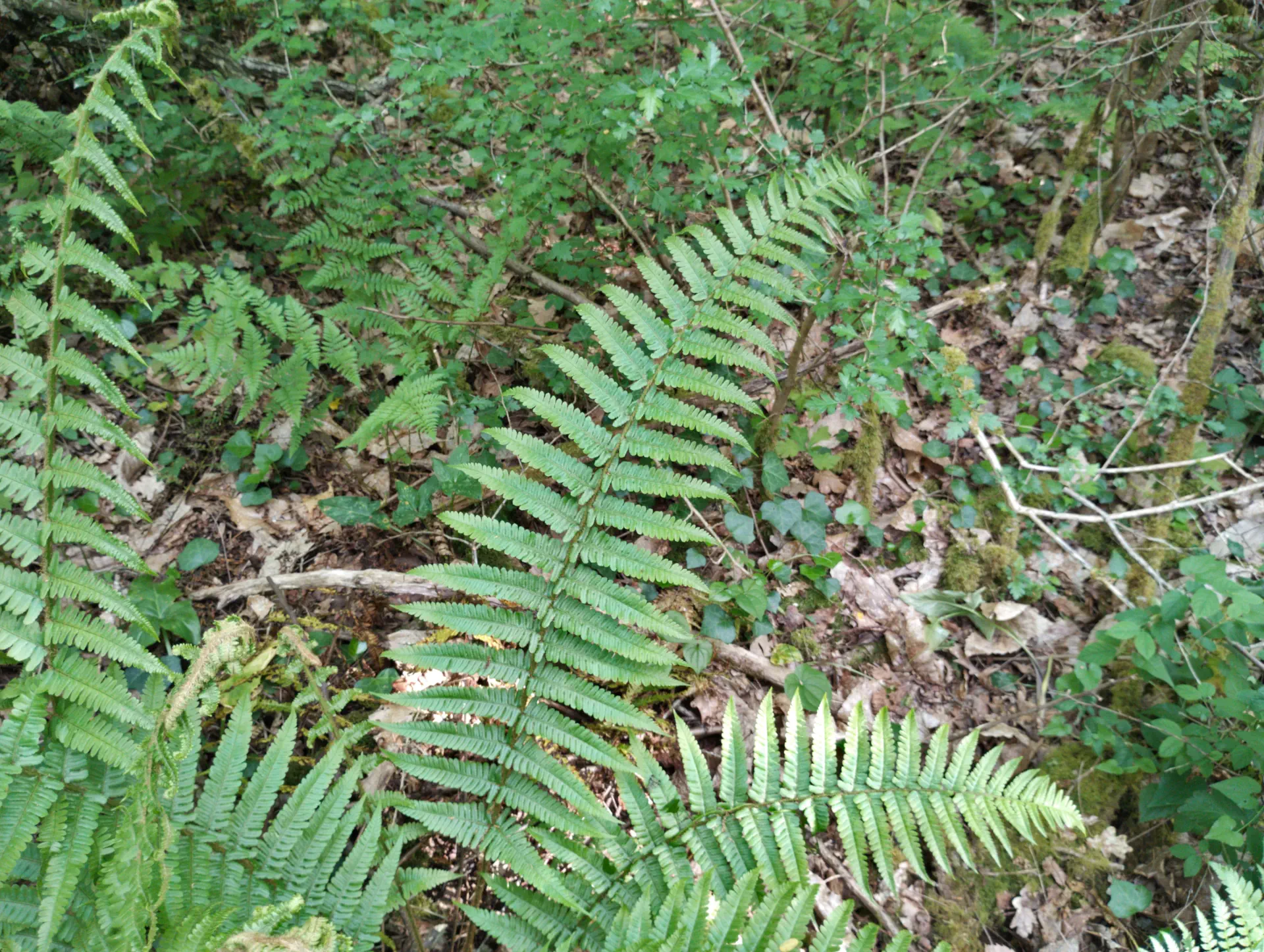 img/dryopteris-affinis-borreri-20.webp