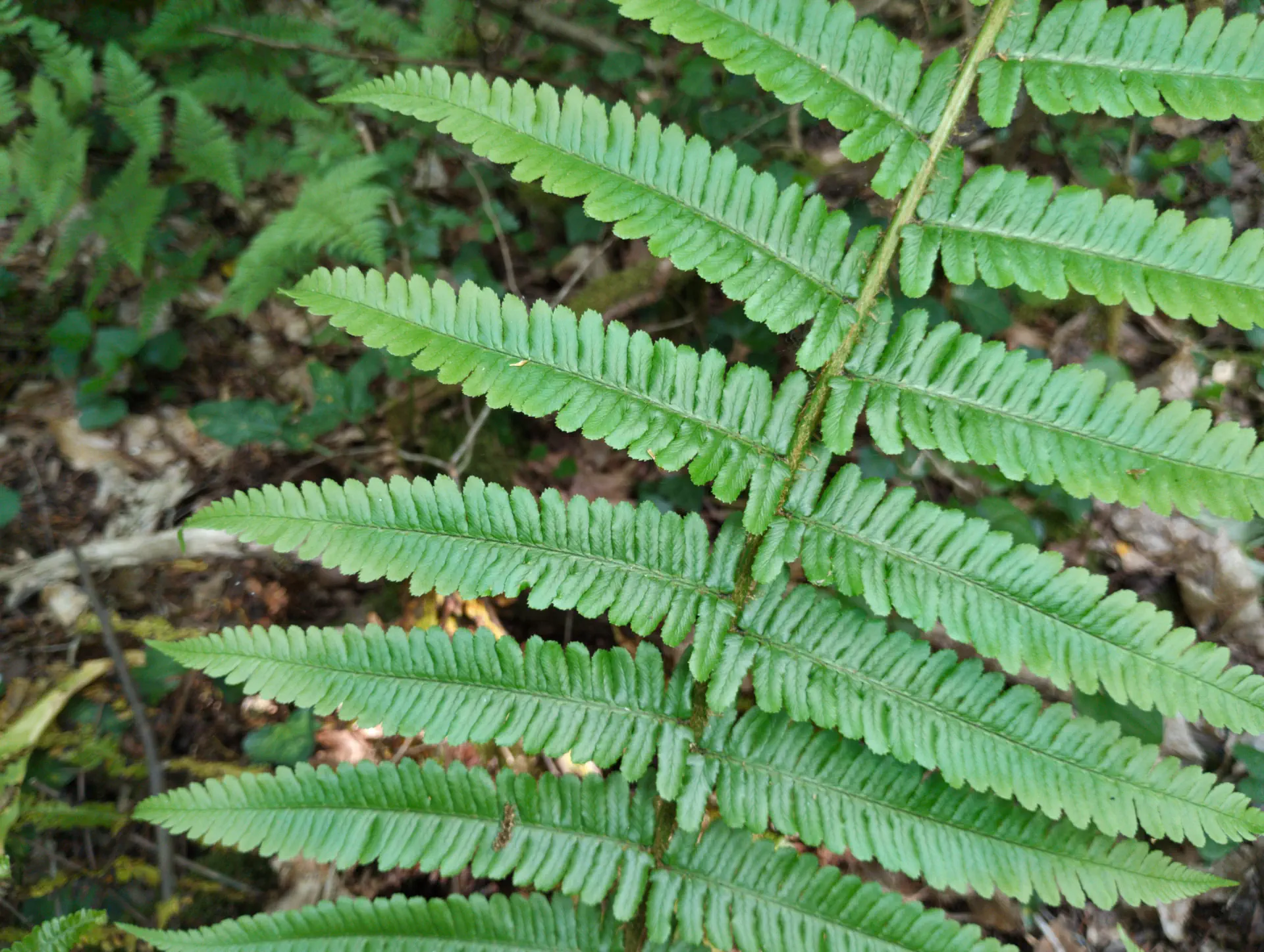 img/dryopteris-affinis-borreri-21.webp