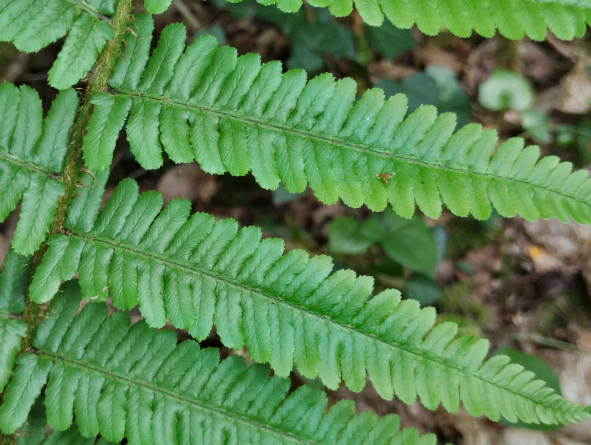 img/dryopteris-affinis-borreri-22.webp