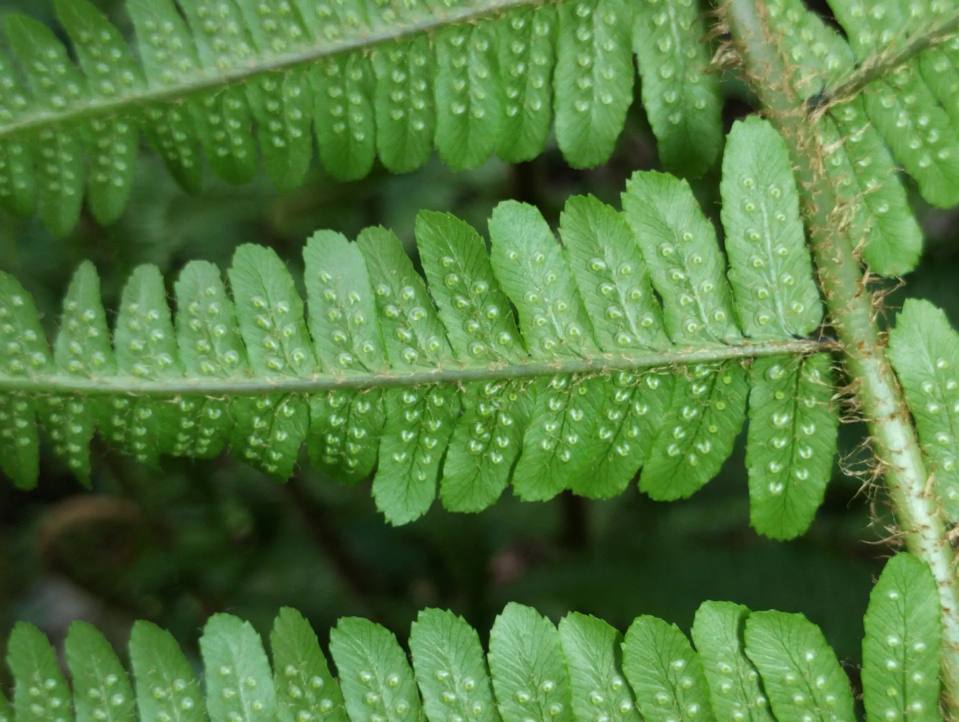 img/dryopteris-affinis-borreri-23.webp