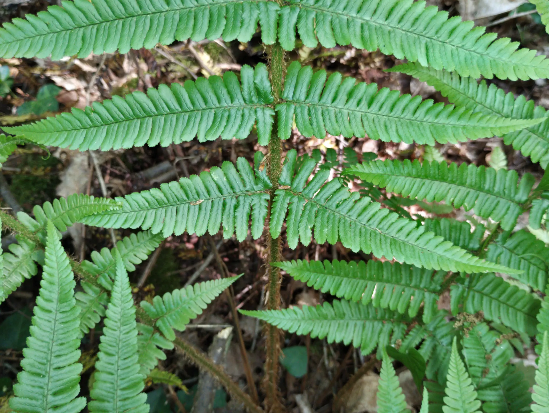 img/dryopteris-affinis-borreri-24.webp