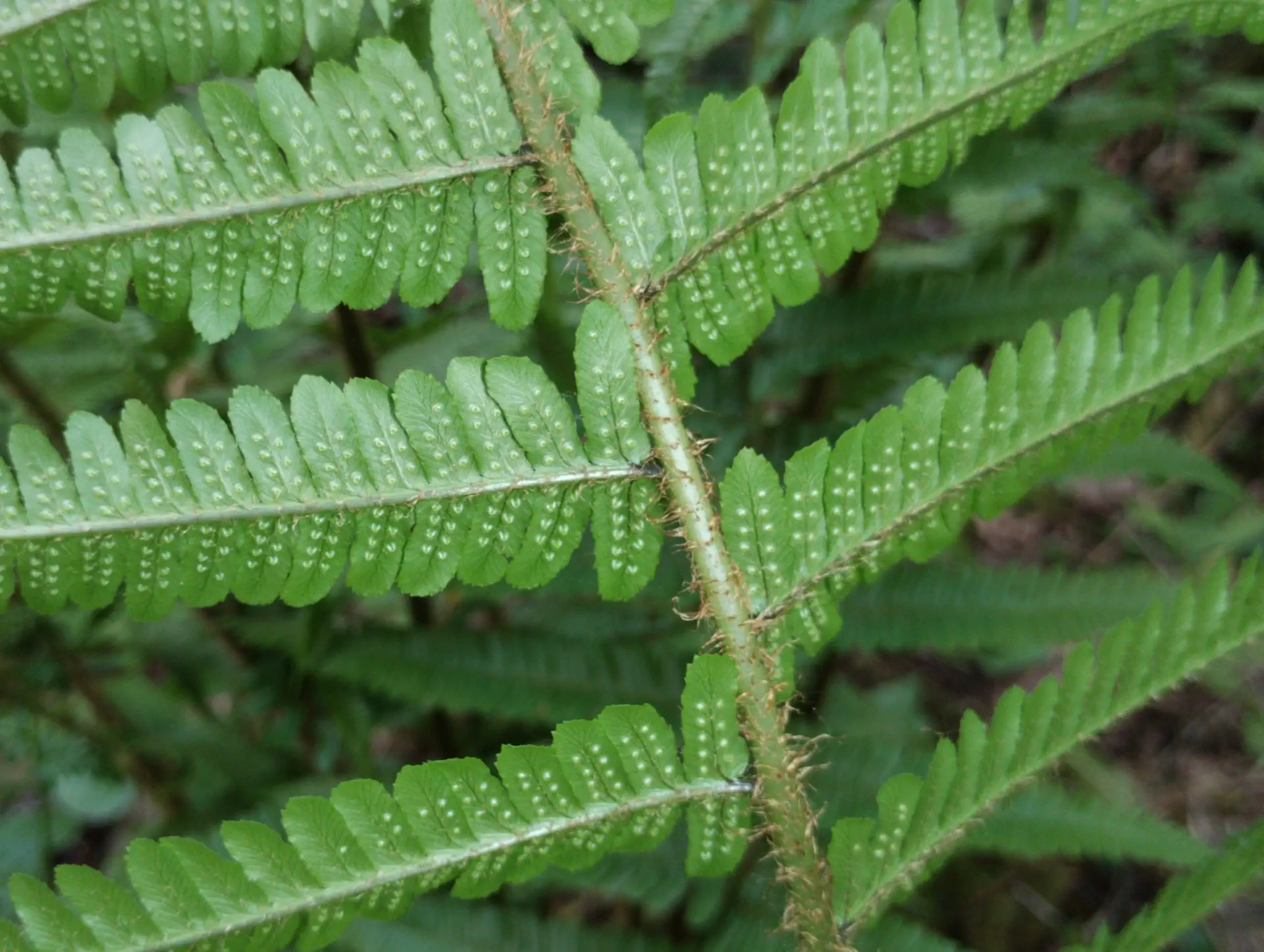 img/dryopteris-affinis-borreri-25.webp