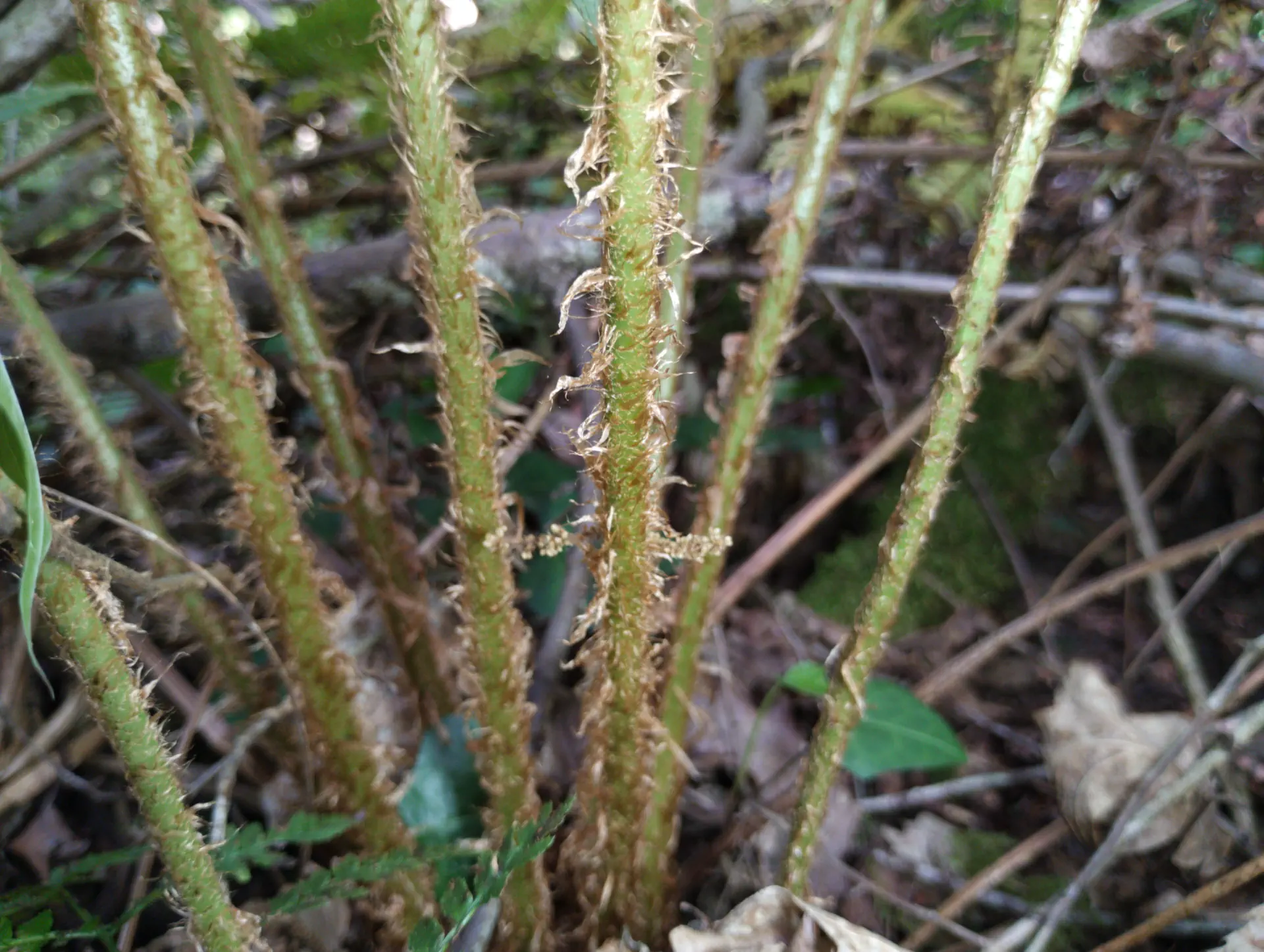 img/dryopteris-affinis-borreri-26.webp