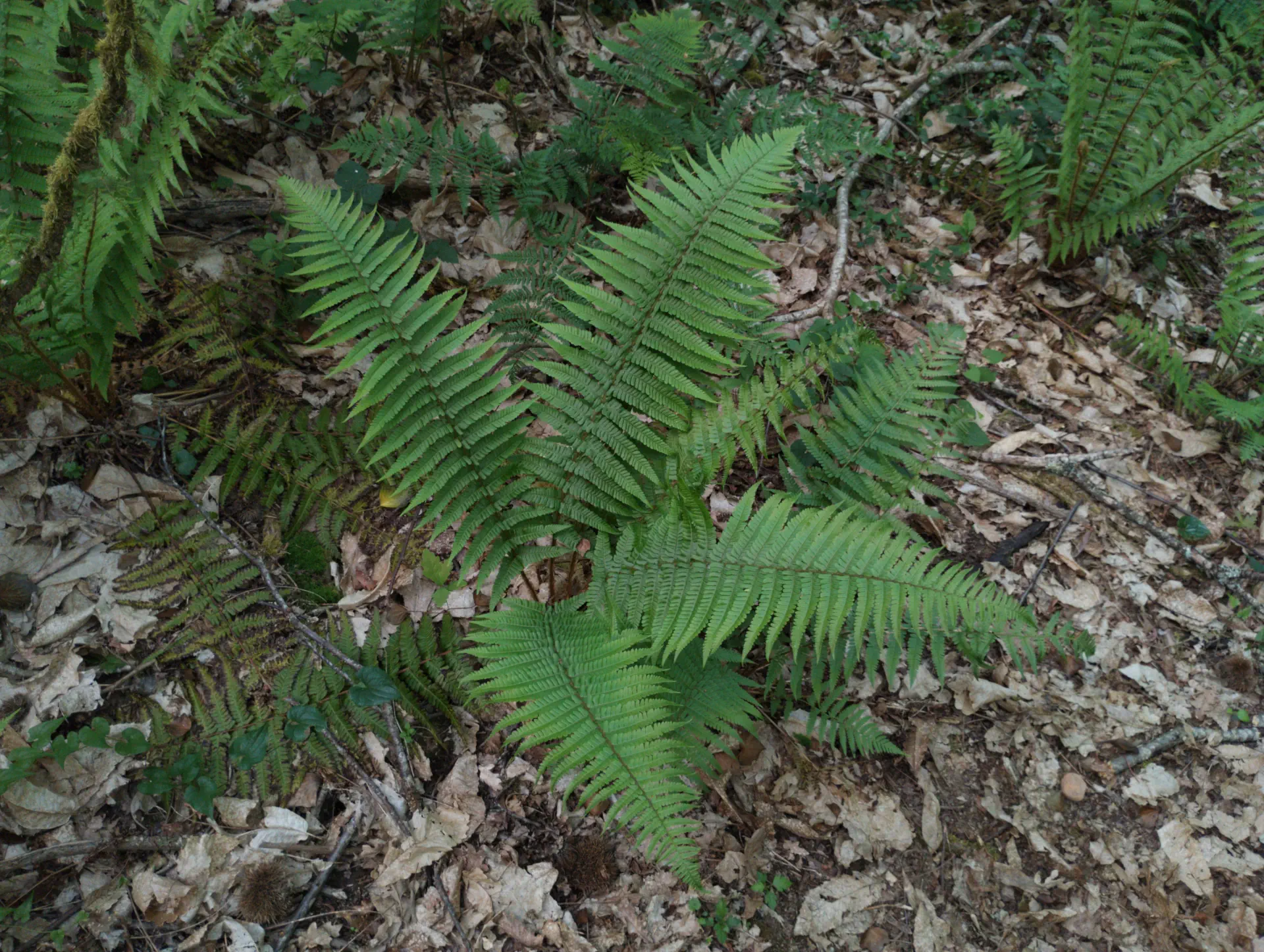 img/dryopteris-affinis-borreri-27.webp