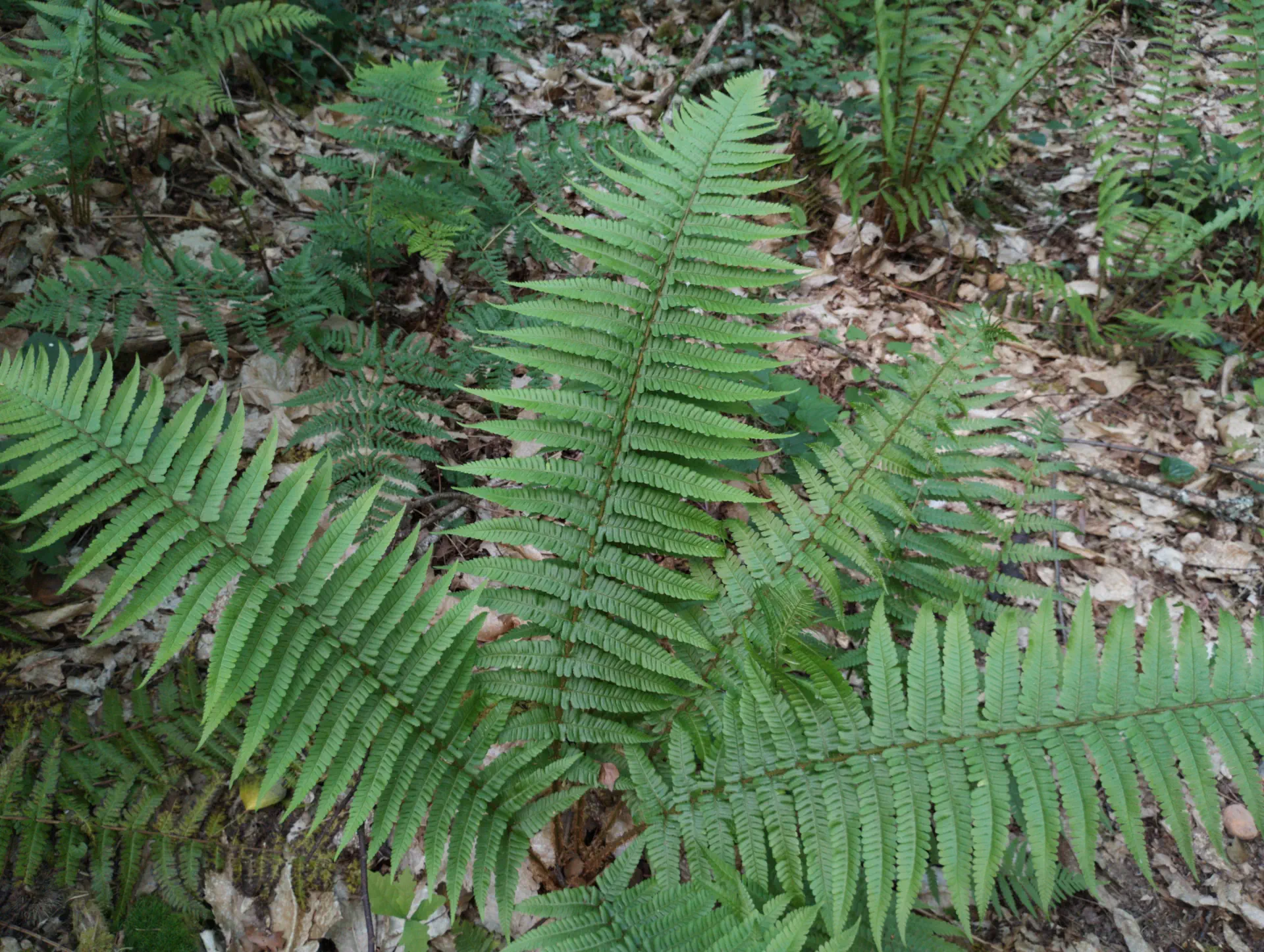 img/dryopteris-affinis-borreri-28.webp
