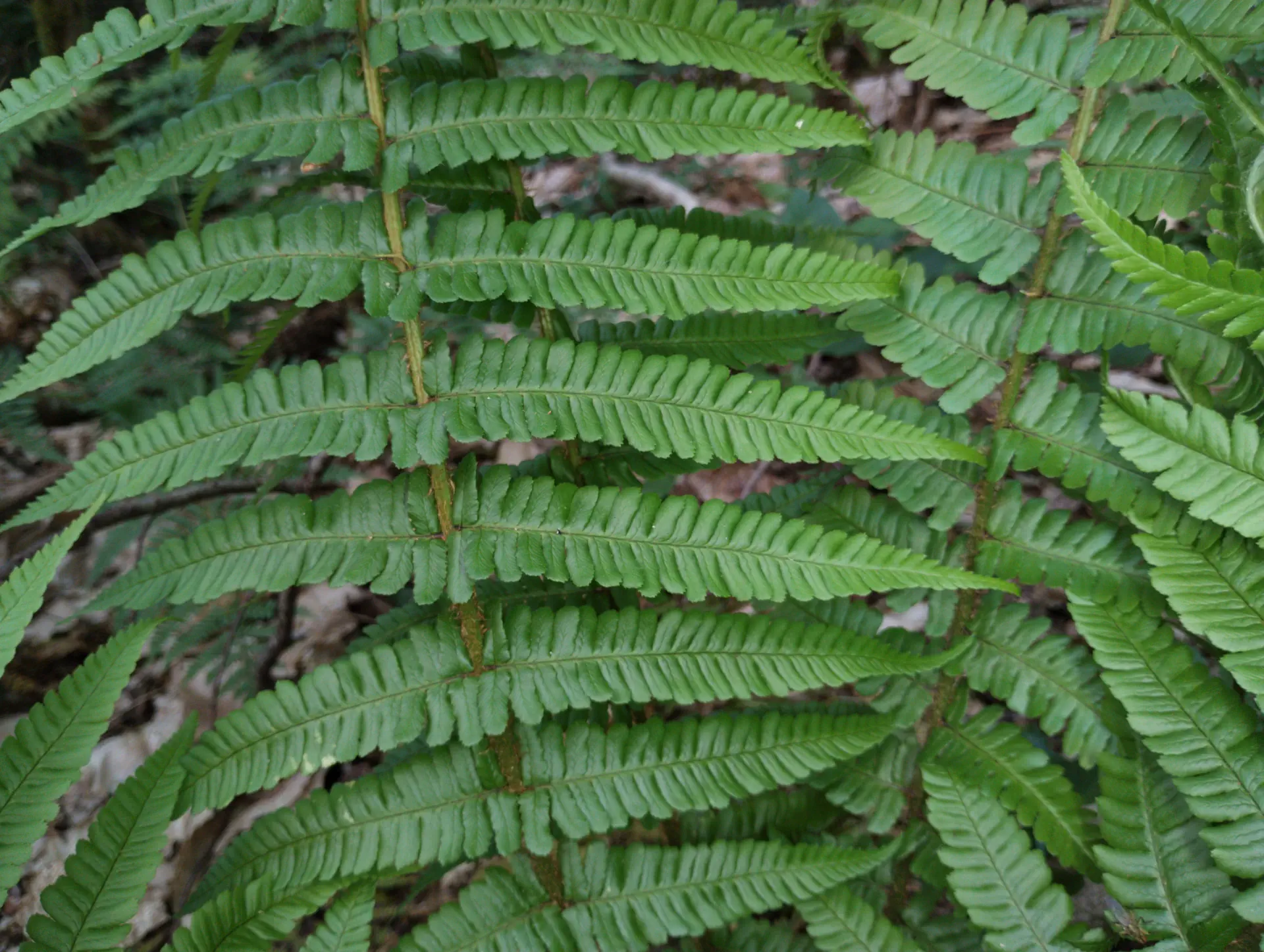img/dryopteris-affinis-borreri-29.webp