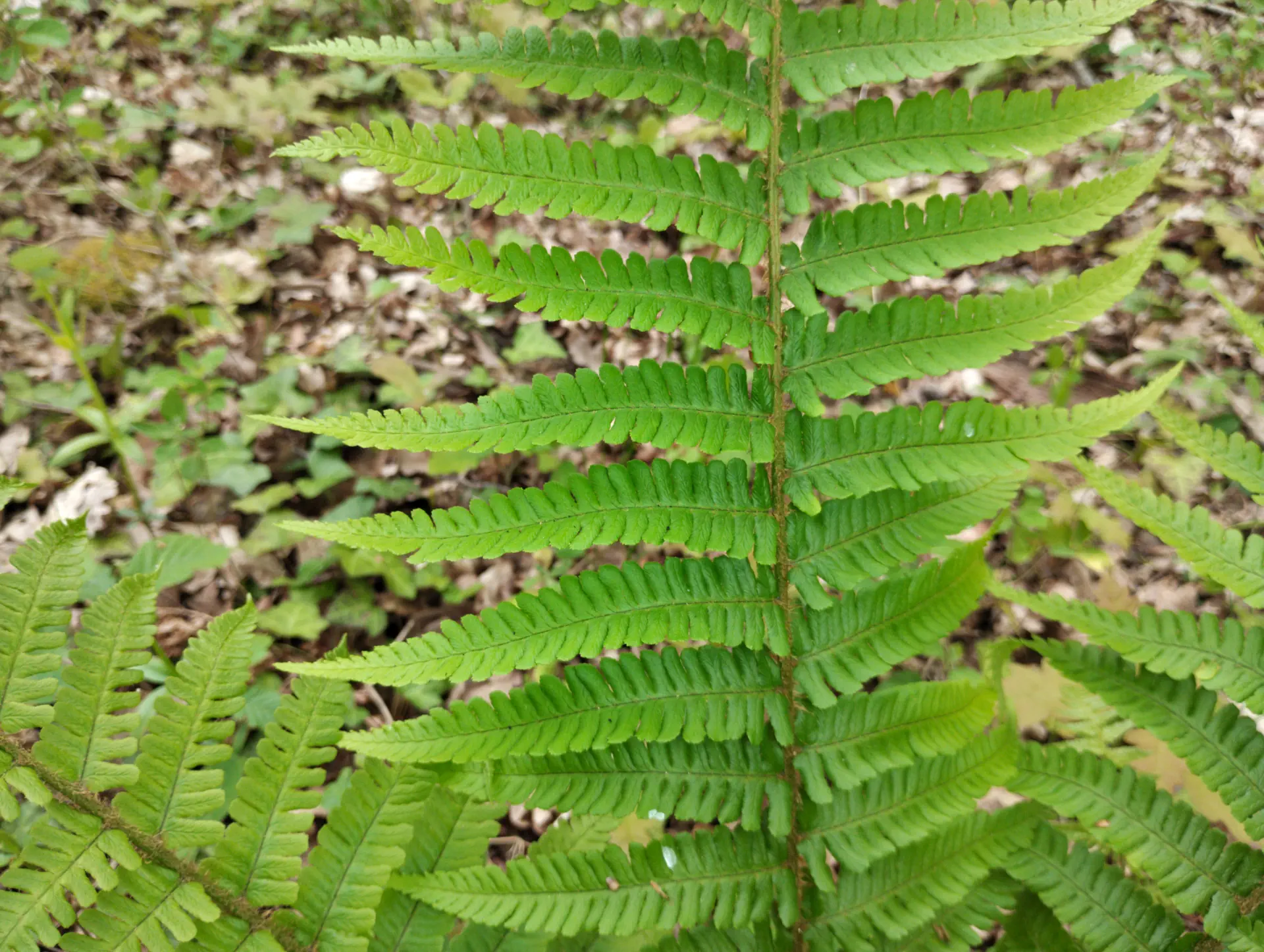 img/dryopteris-affinis-borreri-3.webp