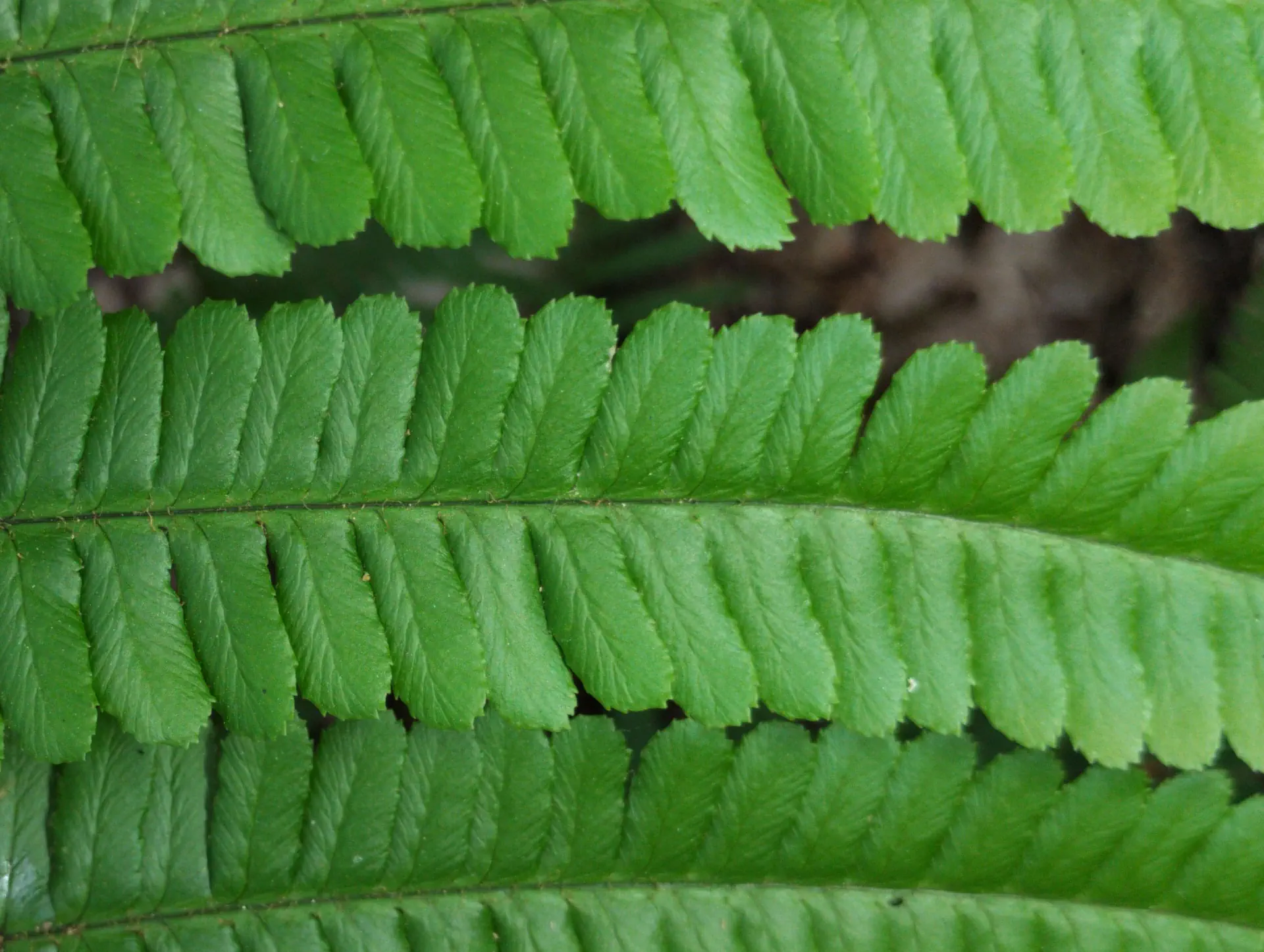 img/dryopteris-affinis-borreri-30.webp