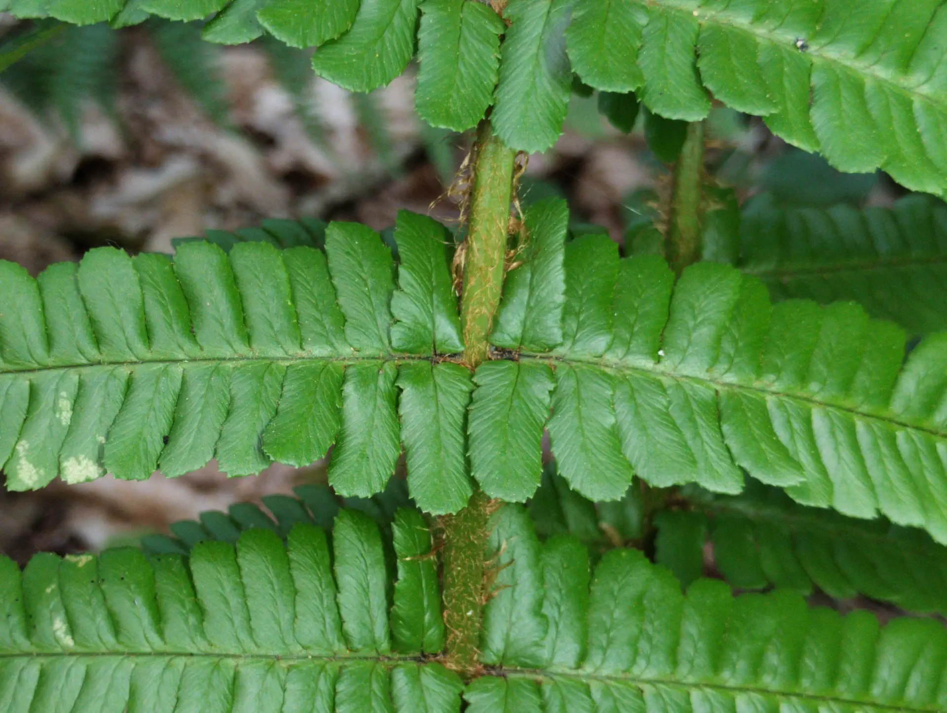 img/dryopteris-affinis-borreri-31.webp