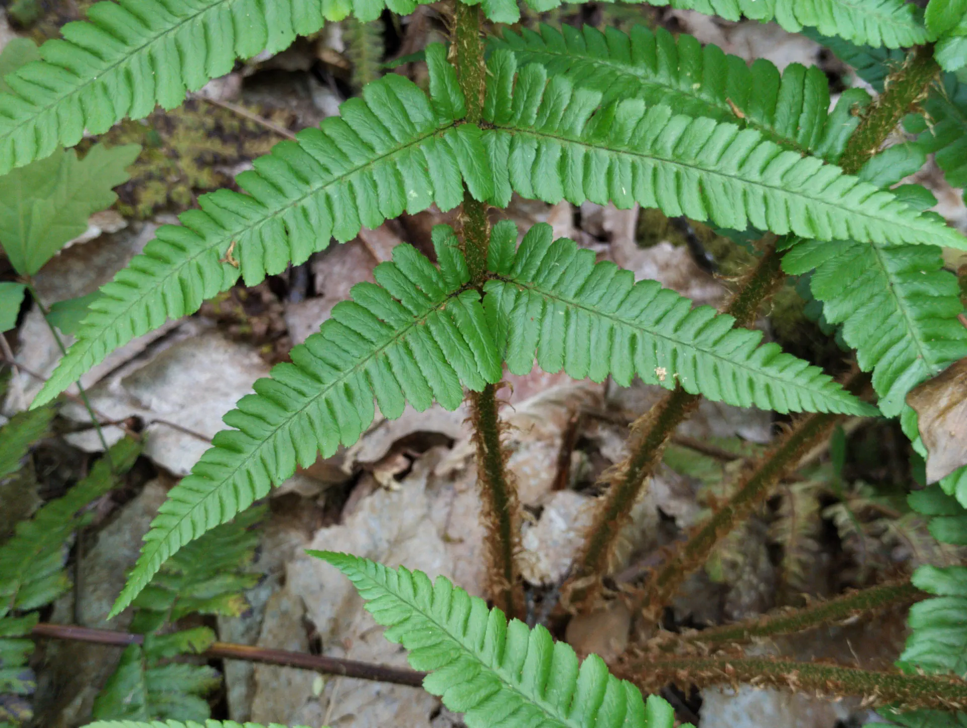 img/dryopteris-affinis-borreri-32.webp
