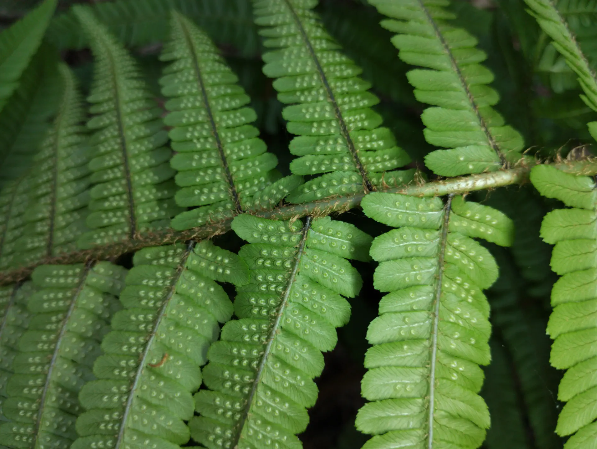 img/dryopteris-affinis-borreri-33.webp