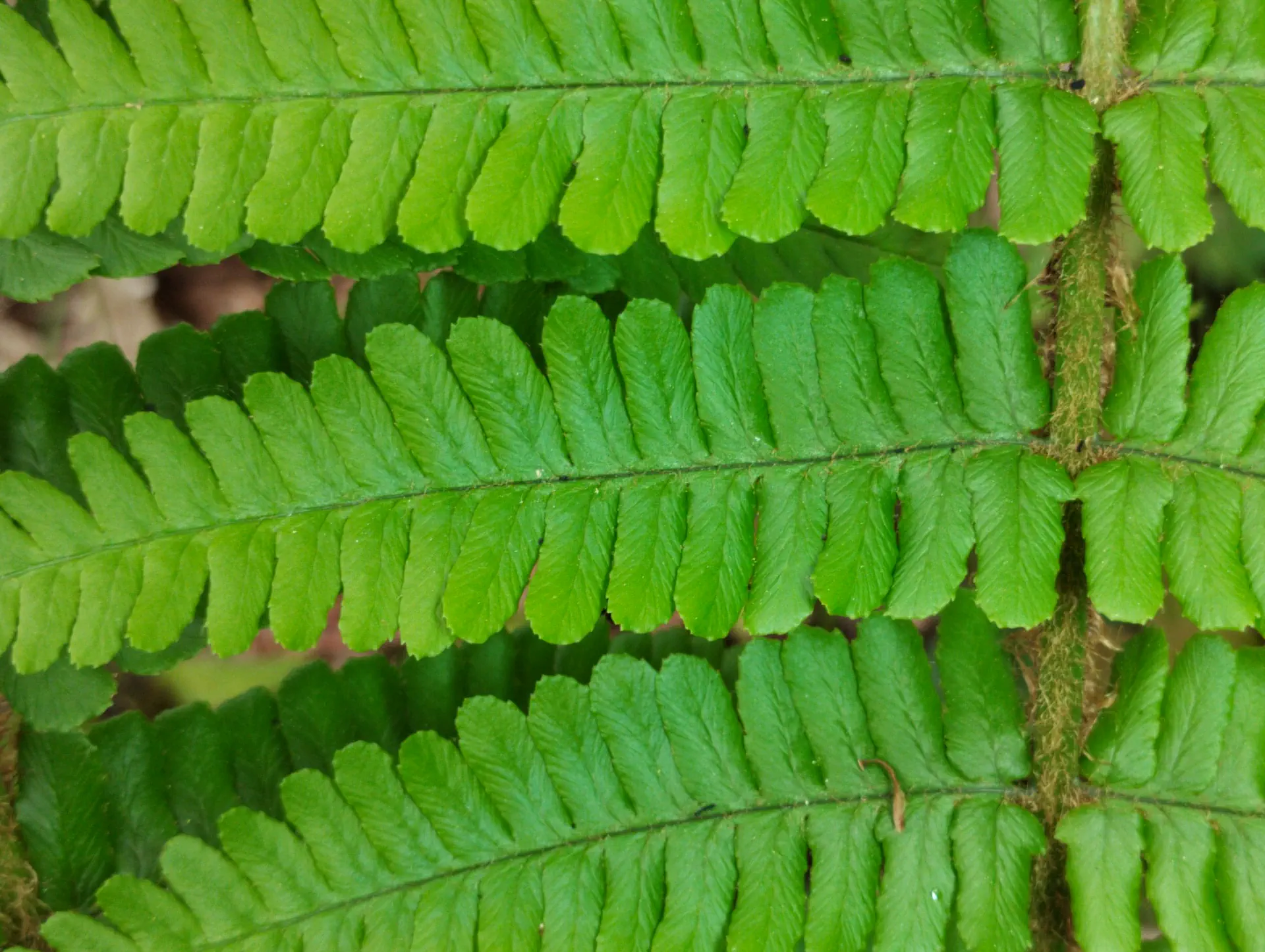 img/dryopteris-affinis-borreri-4.webp