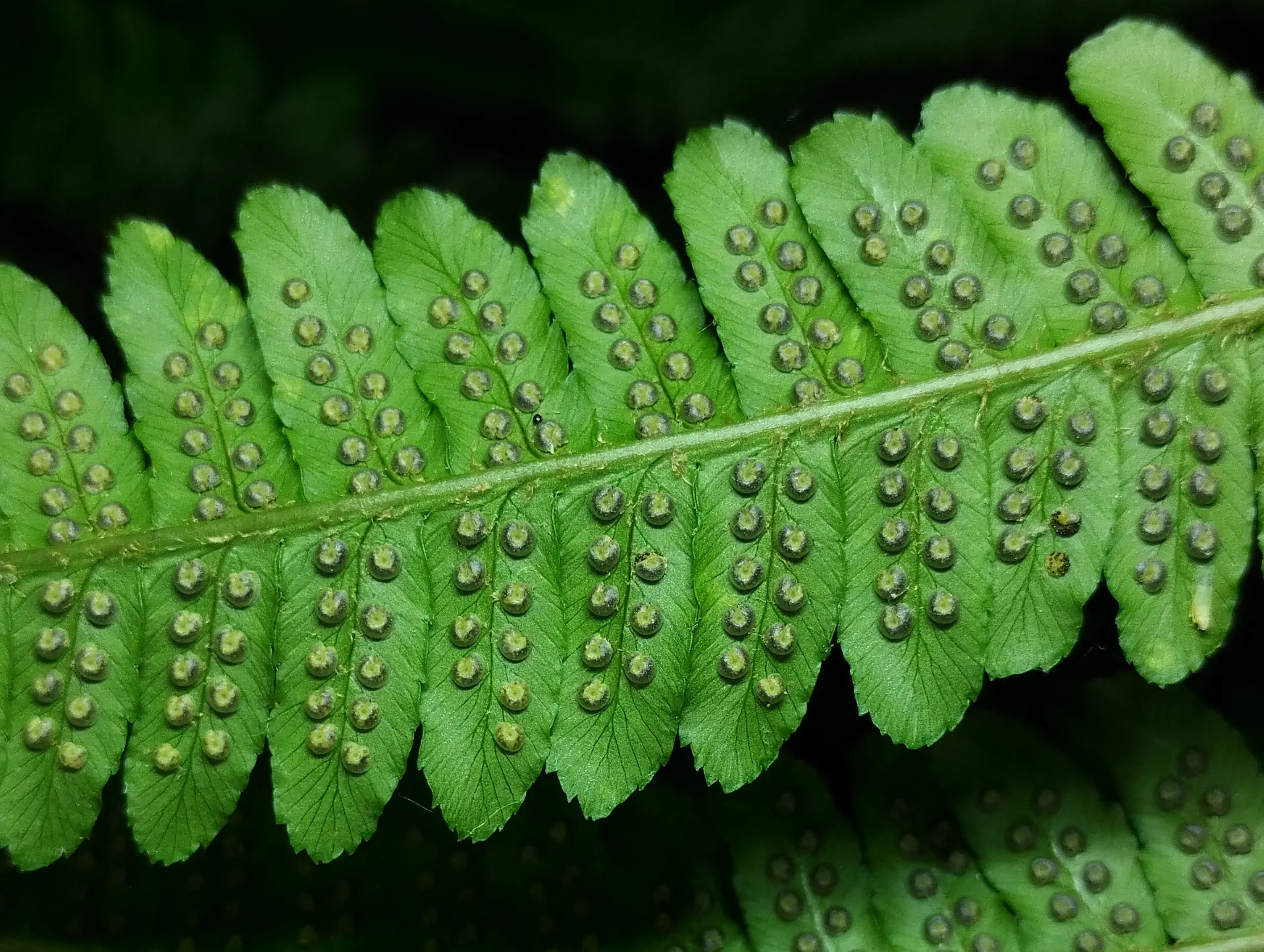img/dryopteris-affinis-borreri-5.webp