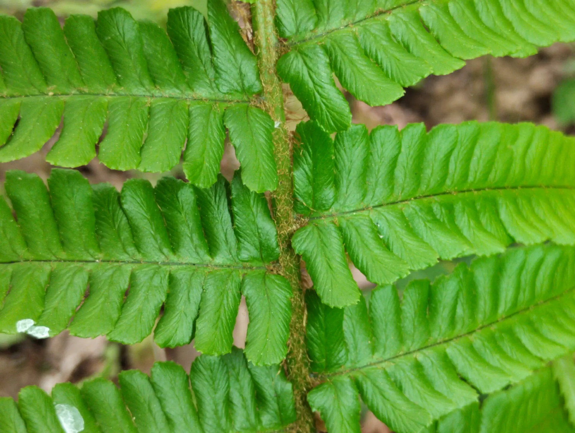 img/dryopteris-affinis-borreri-6.webp