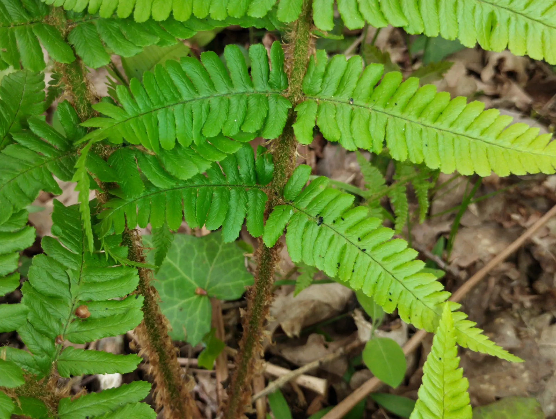 img/dryopteris-affinis-borreri-7.webp