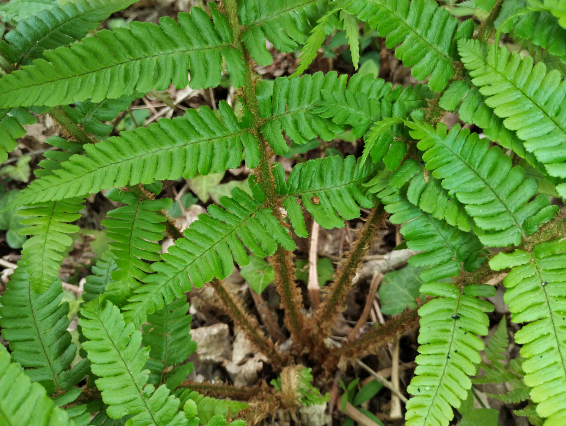 img/dryopteris-affinis-borreri-8.webp