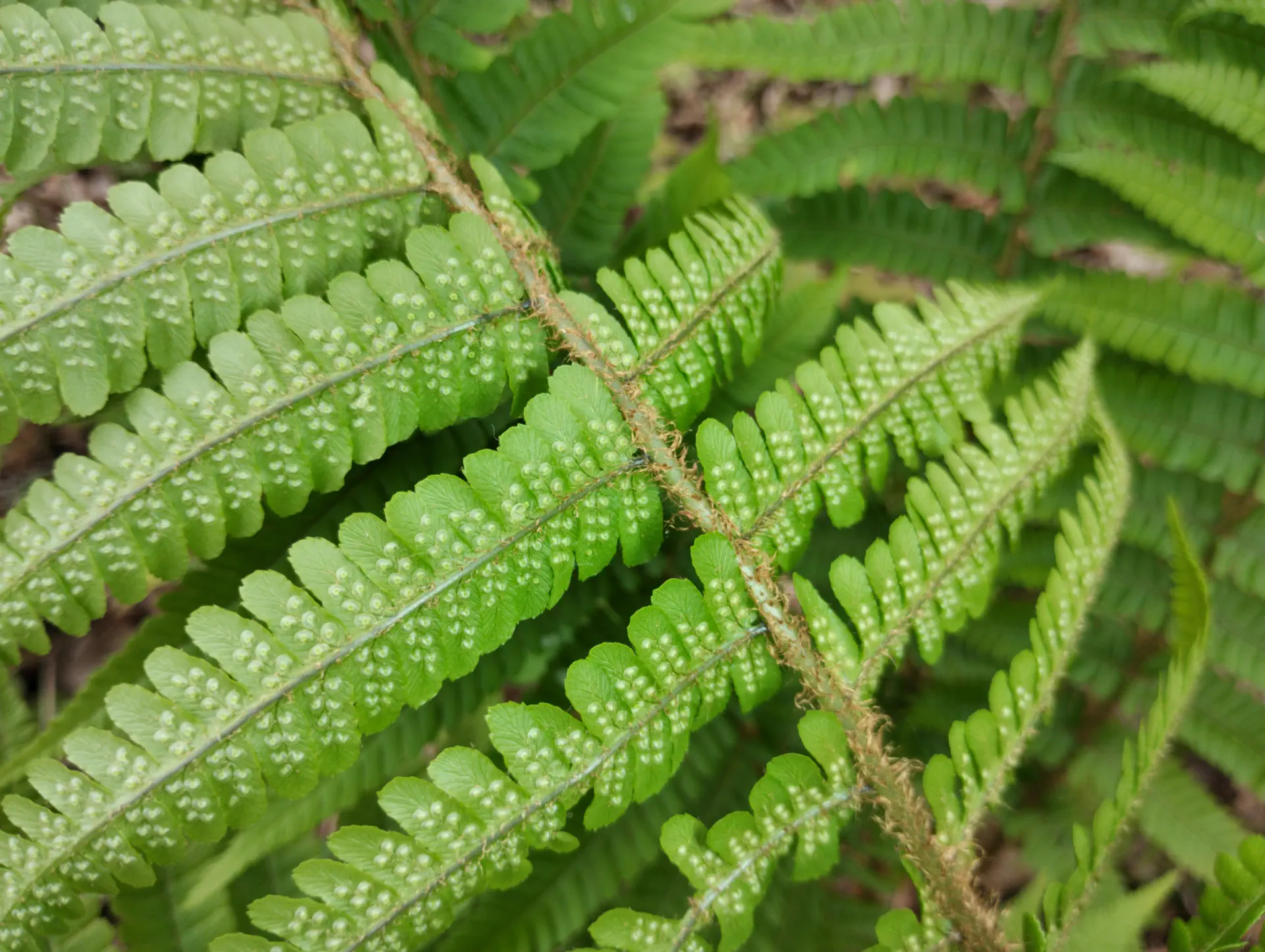 img/dryopteris-affinis-borreri-9.webp