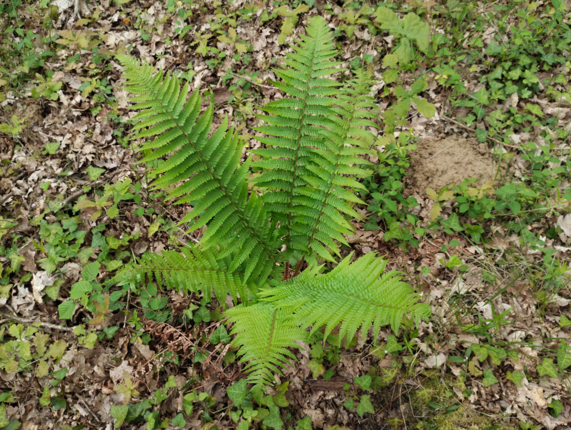 img/dryopteris-affinis-borreri.webp