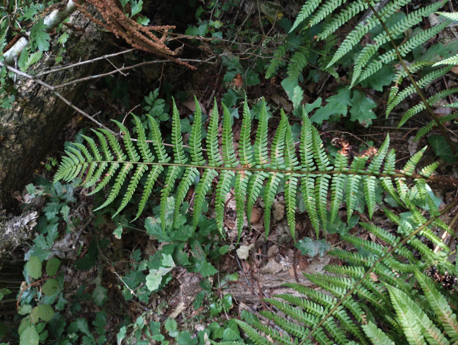 img/dryopteris-affinis-2.webp
