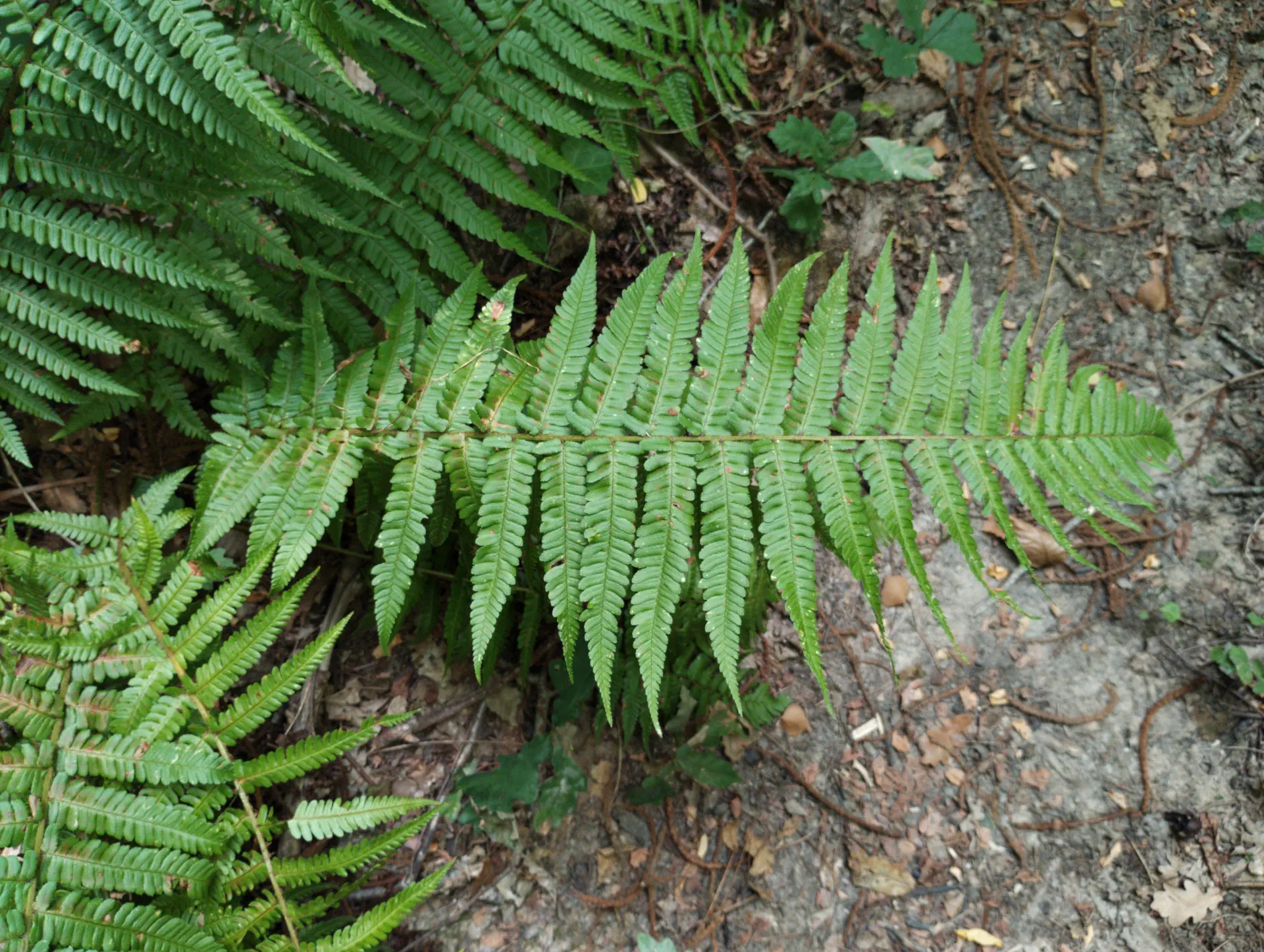 img/dryopteris-affinis-3.webp
