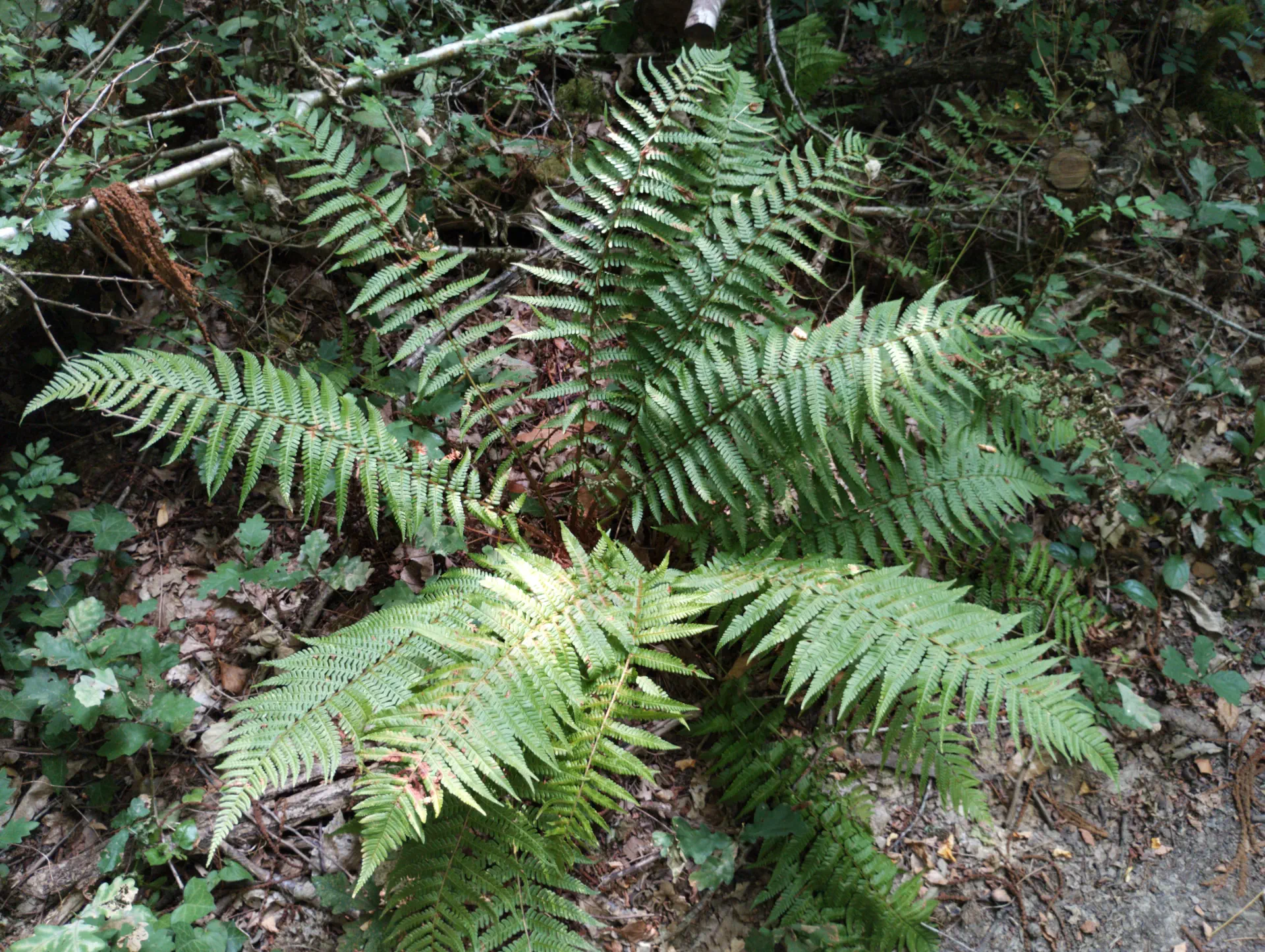 img/dryopteris-affinis.webp