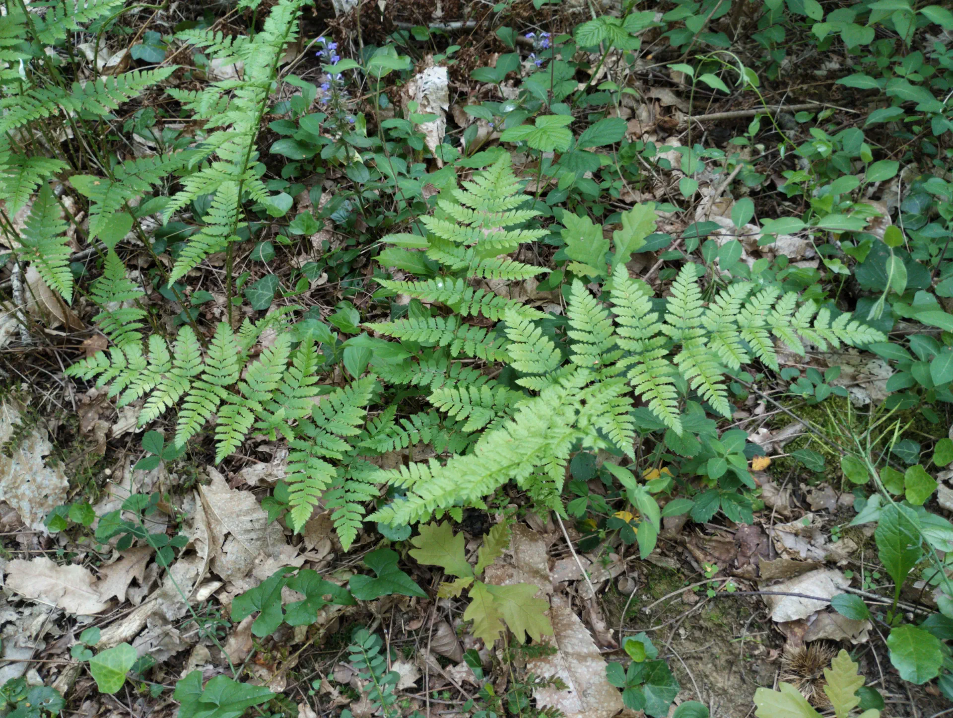 img/dryopteris-carthusiana-10.webp