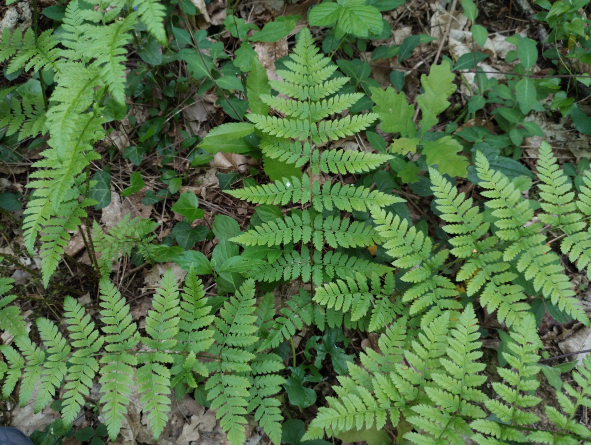 img/dryopteris-carthusiana-11.webp