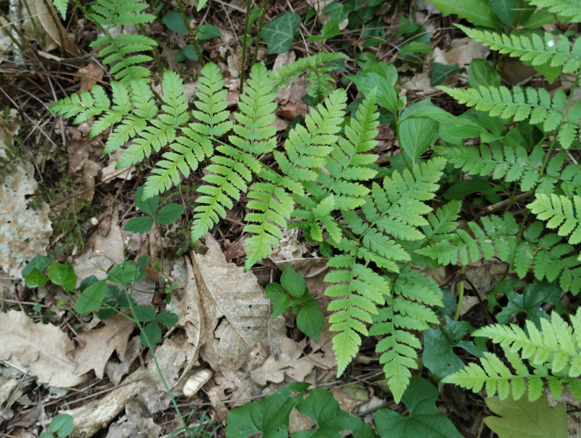 img/dryopteris-carthusiana-12.webp