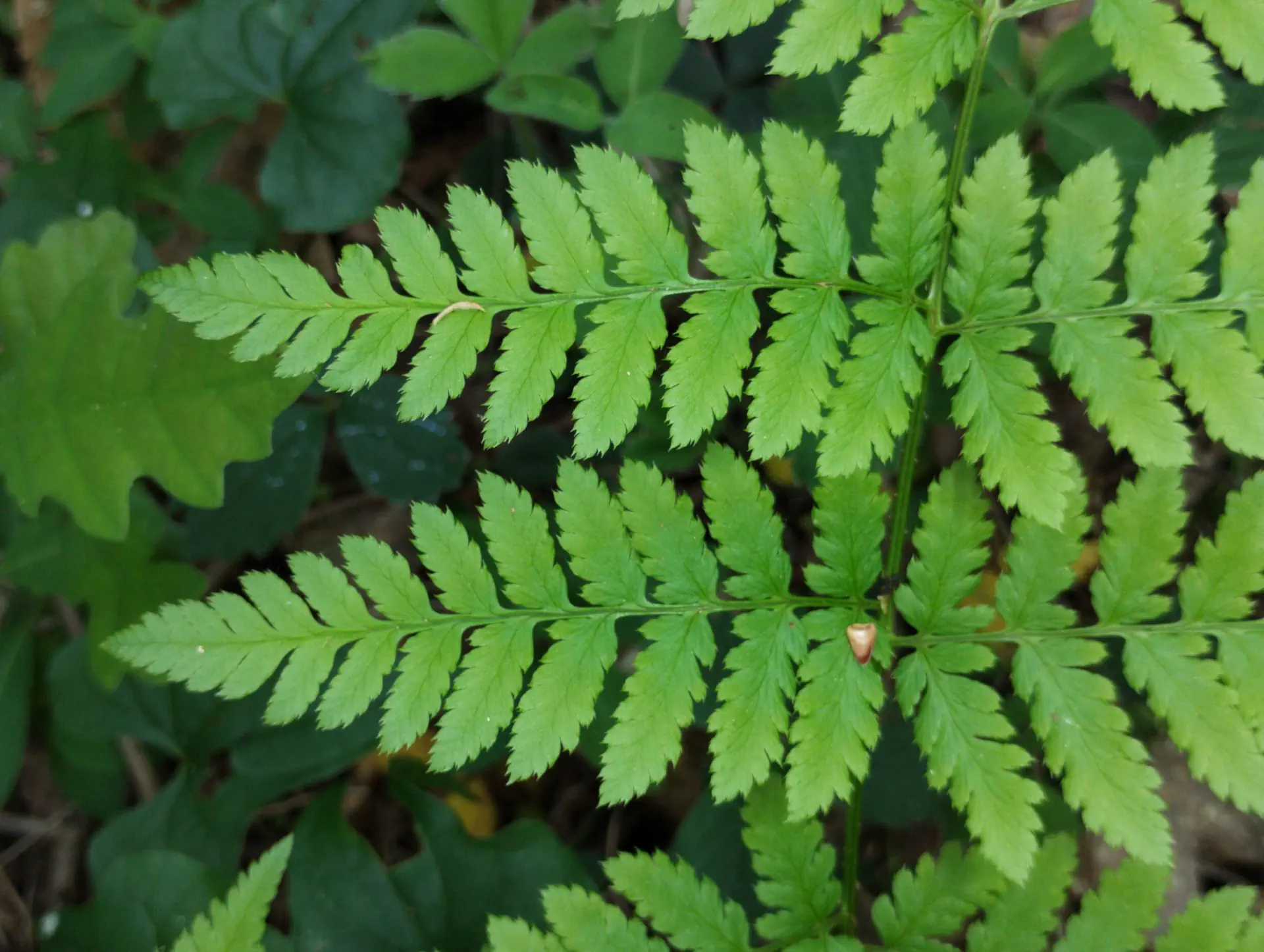 img/dryopteris-carthusiana-13.webp