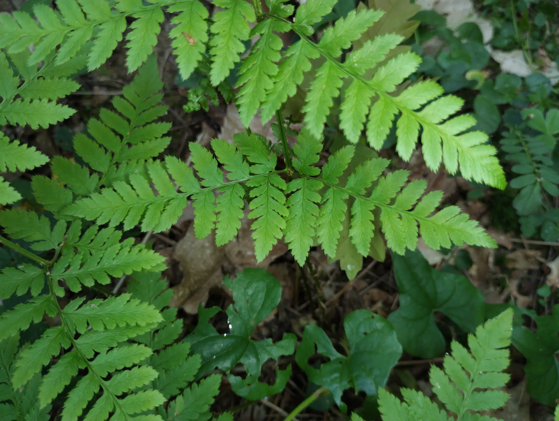 img/dryopteris-carthusiana-14.webp