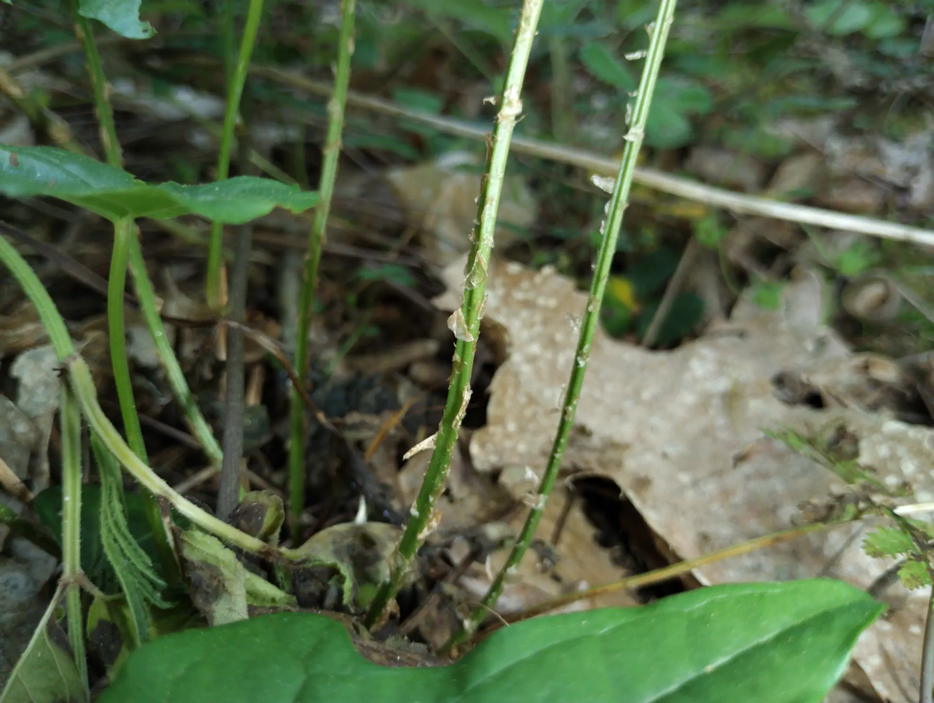 img/dryopteris-carthusiana-15.webp