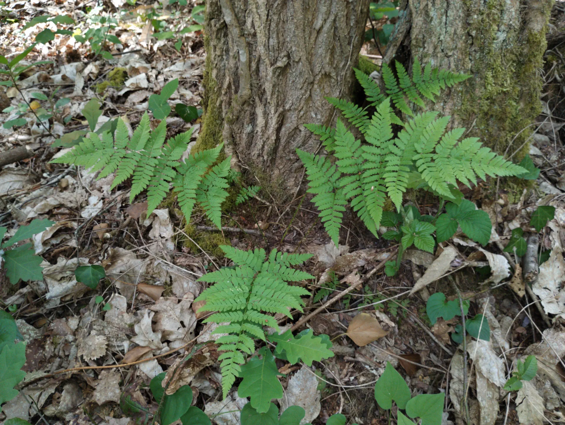 img/dryopteris-carthusiana-16.webp