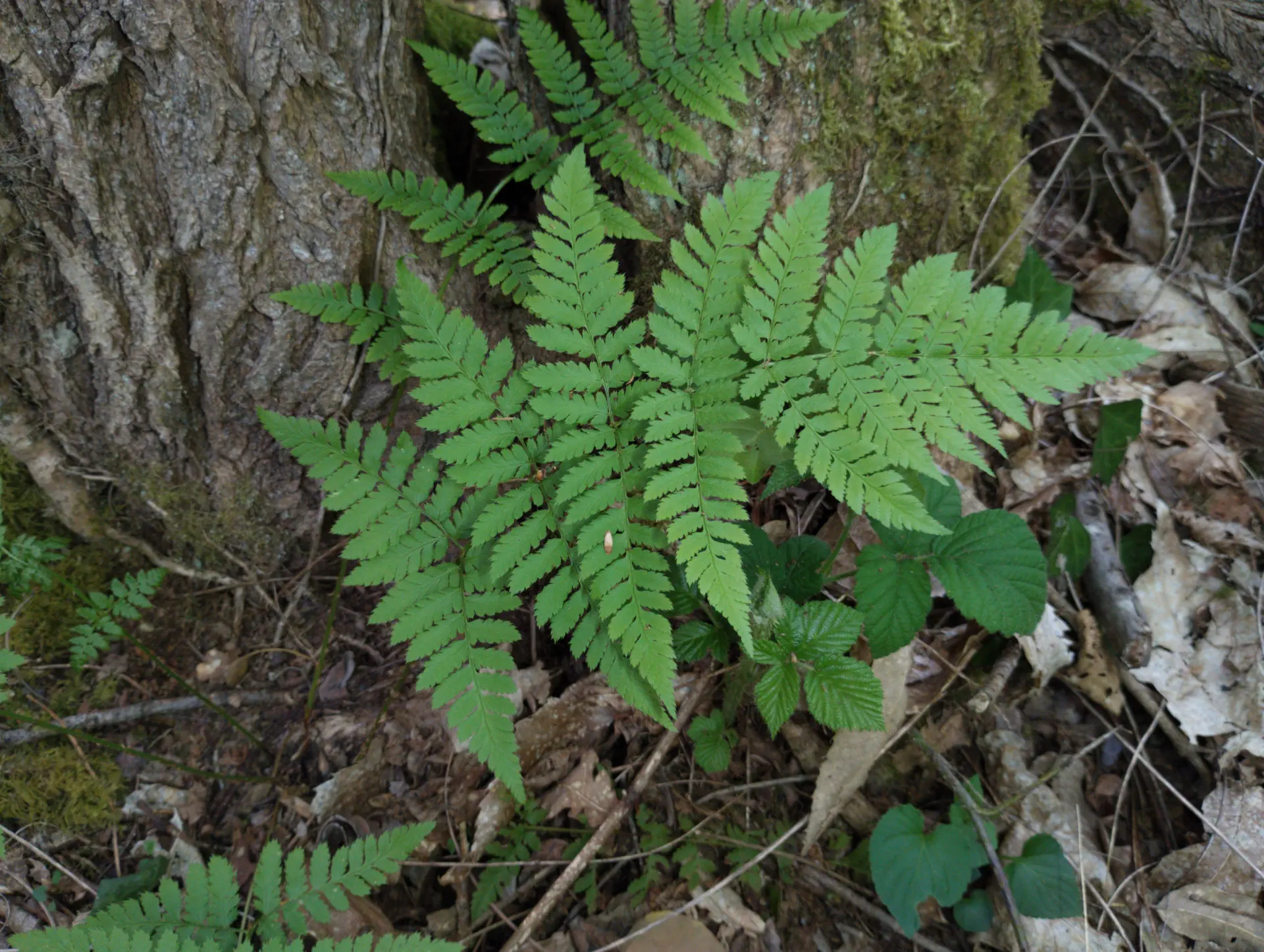 img/dryopteris-carthusiana-17.webp