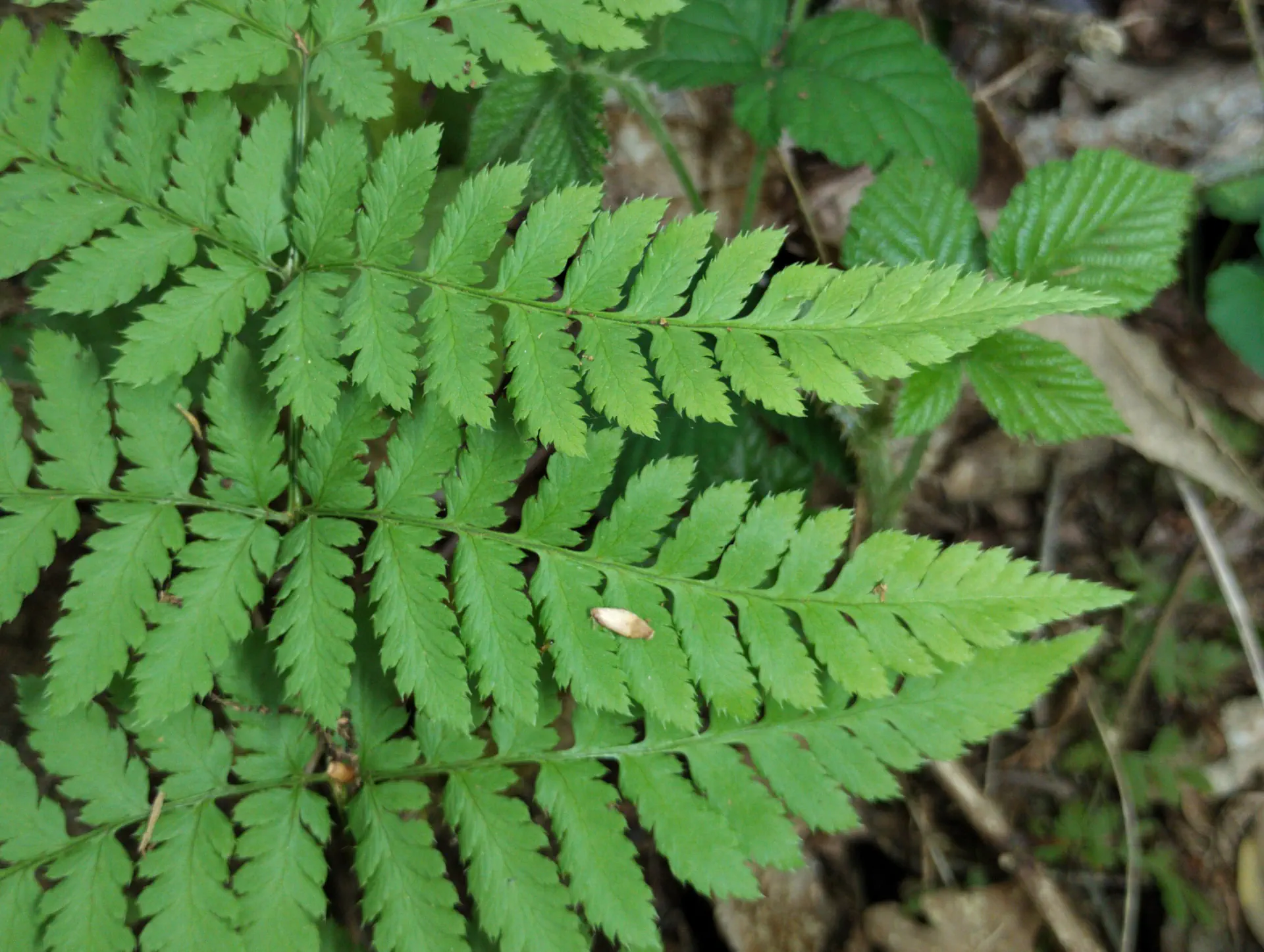 img/dryopteris-carthusiana-18.webp