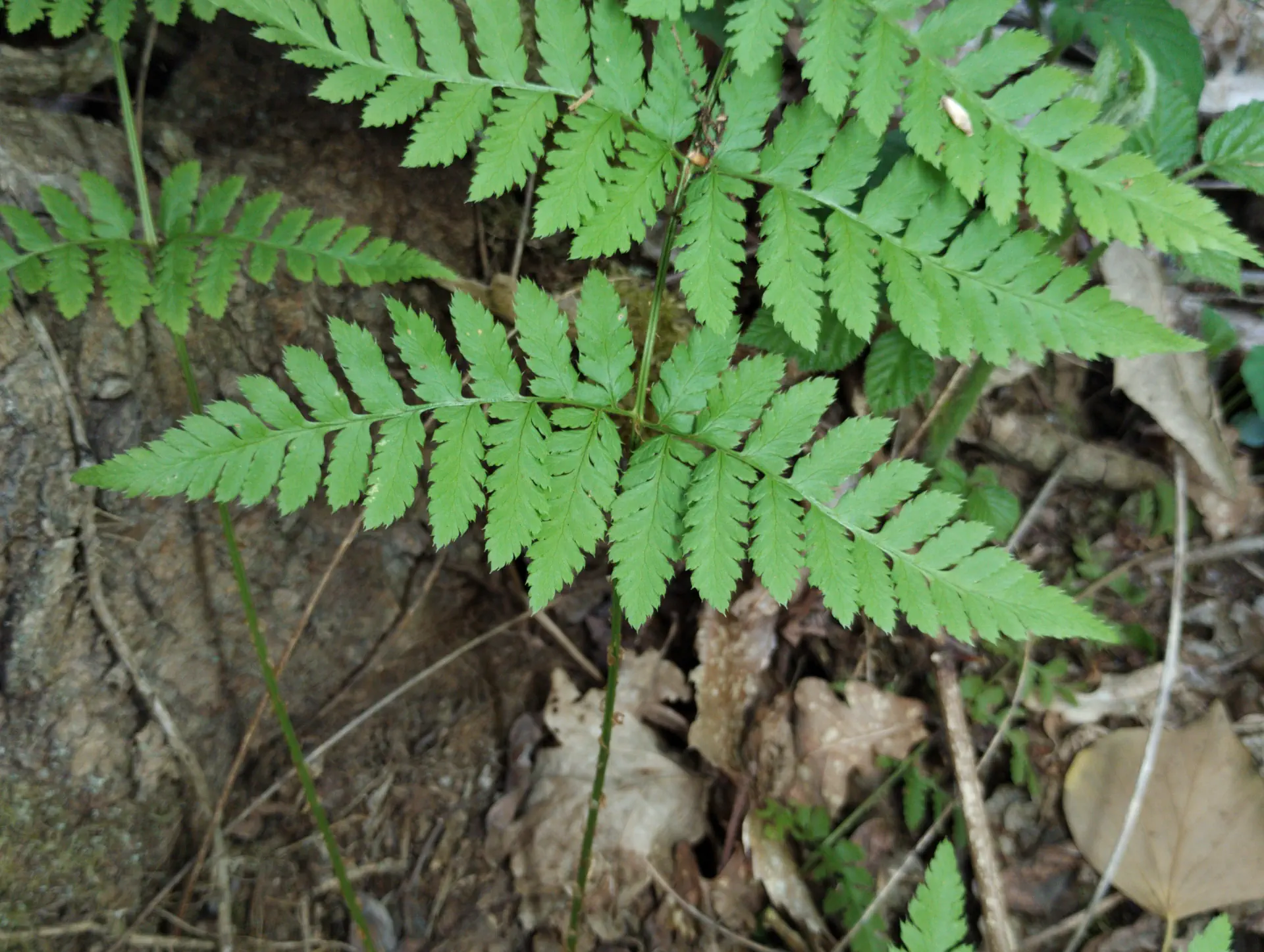 img/dryopteris-carthusiana-19.webp