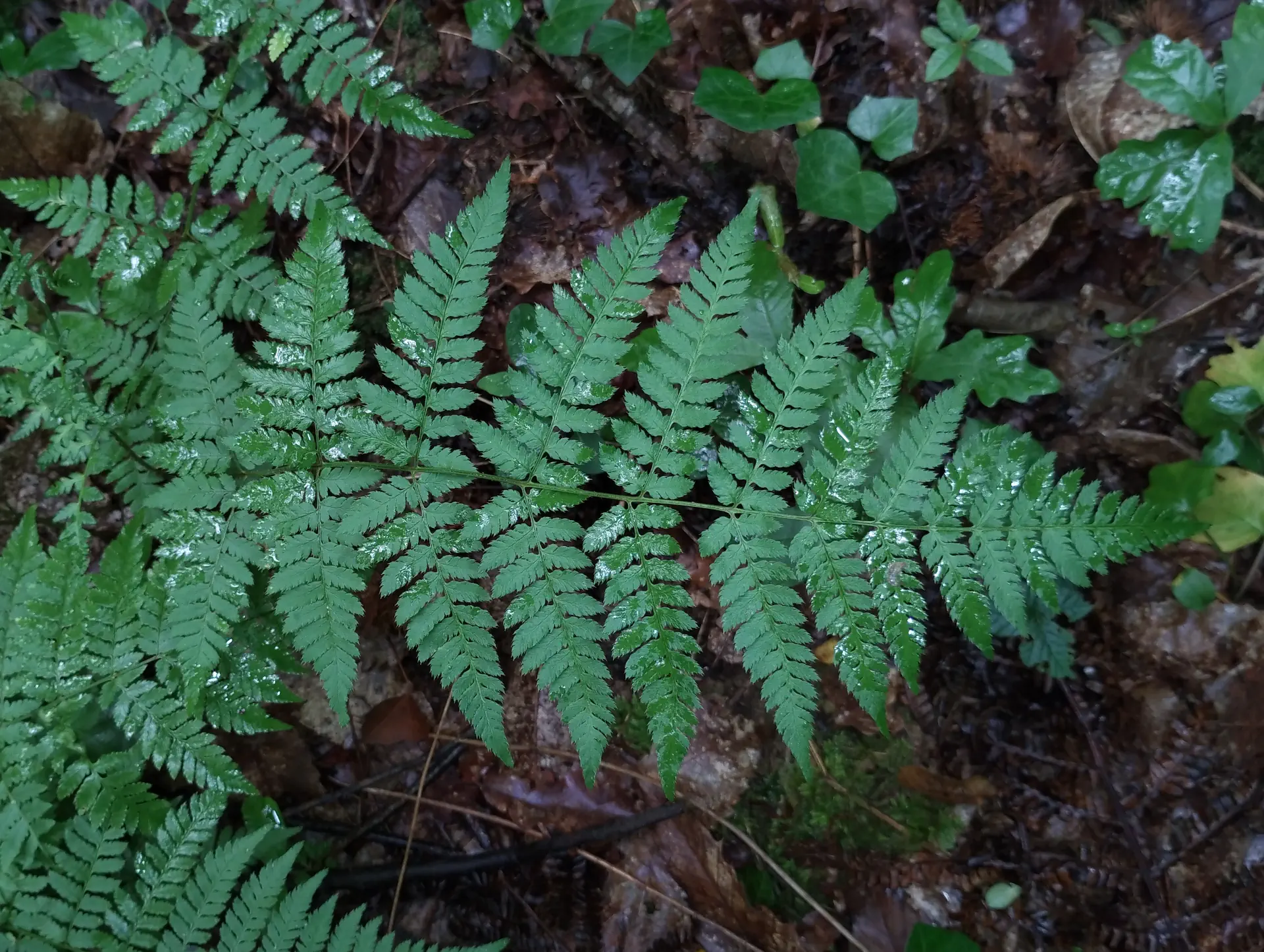 img/dryopteris-carthusiana-2.webp