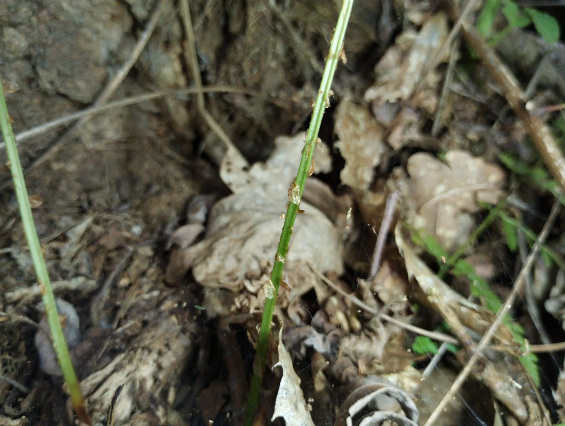 img/dryopteris-carthusiana-20.webp