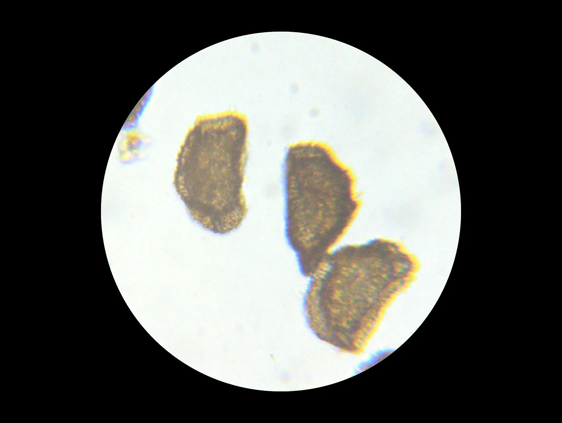 img/dryopteris-carthusiana-21.webp