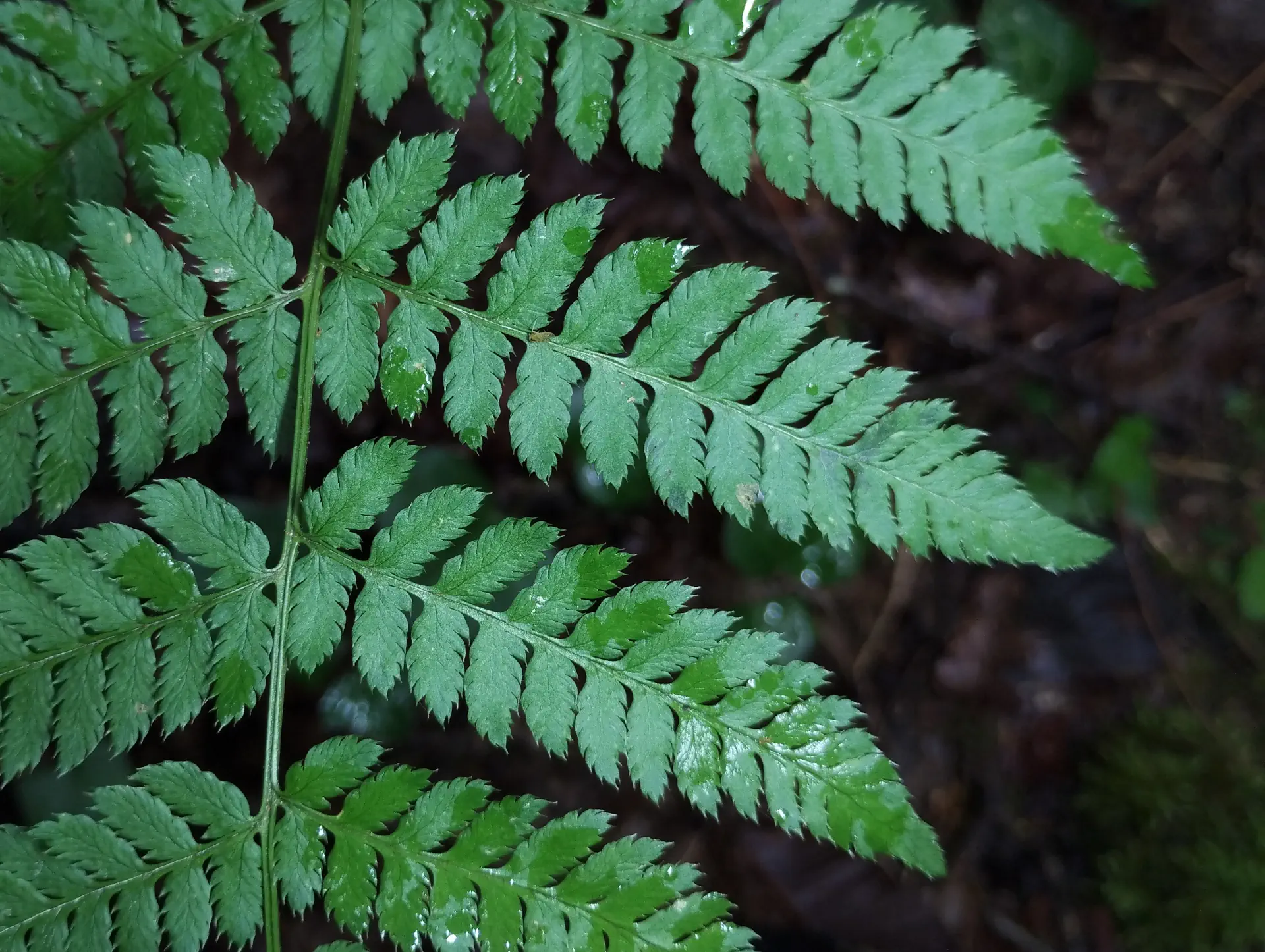 img/dryopteris-carthusiana-3.webp