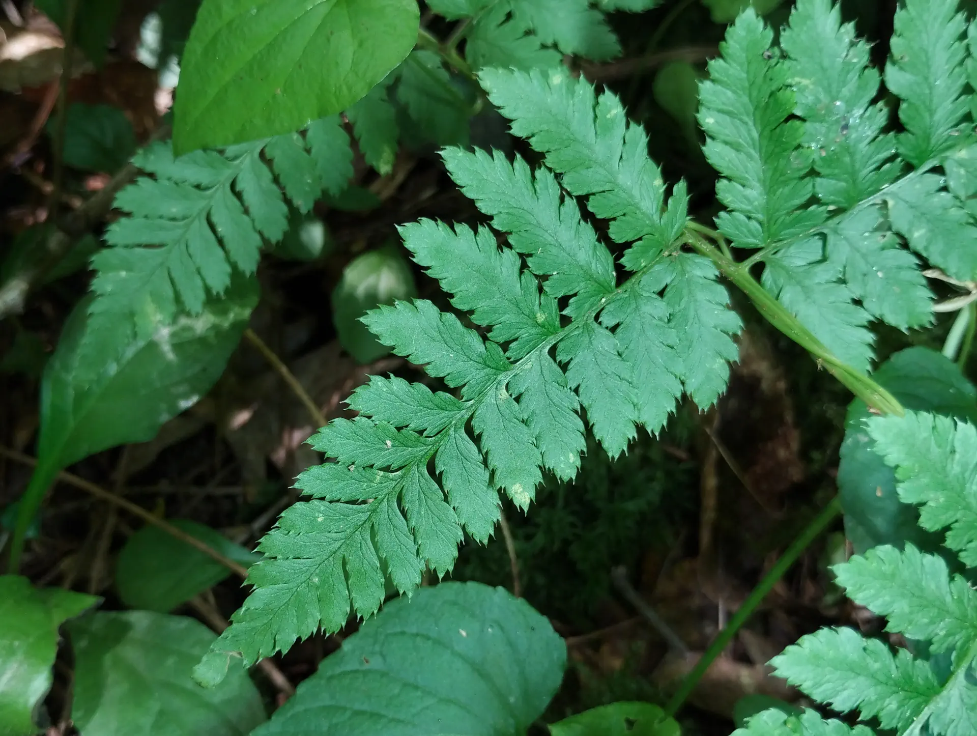img/dryopteris-carthusiana-4.webp