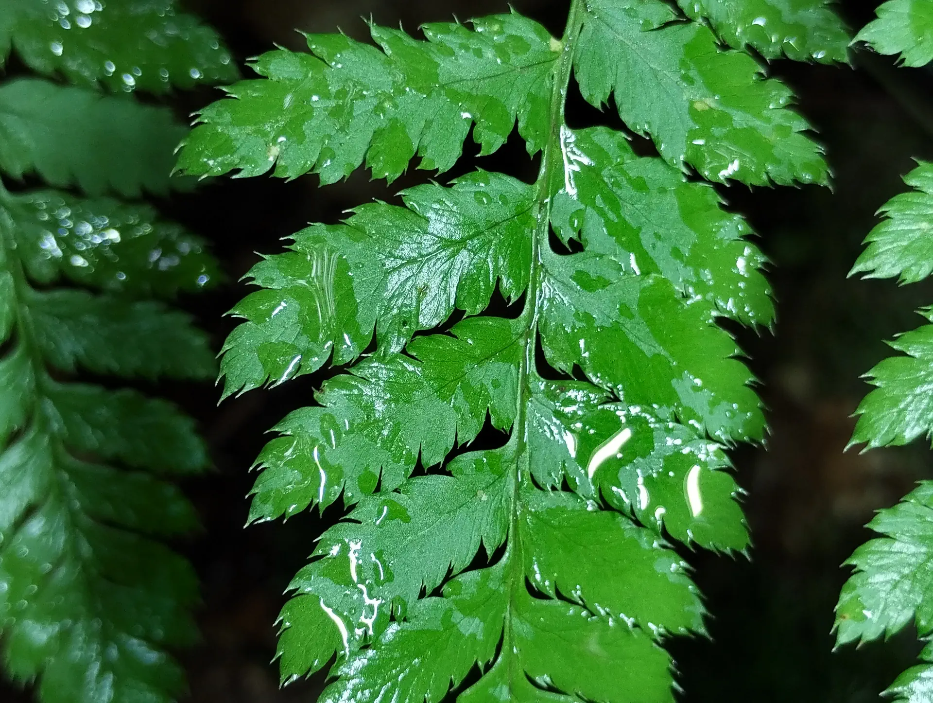 img/dryopteris-carthusiana-5.webp