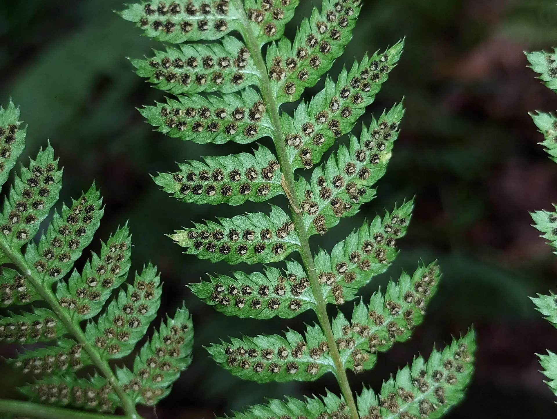 img/dryopteris-carthusiana-6.webp