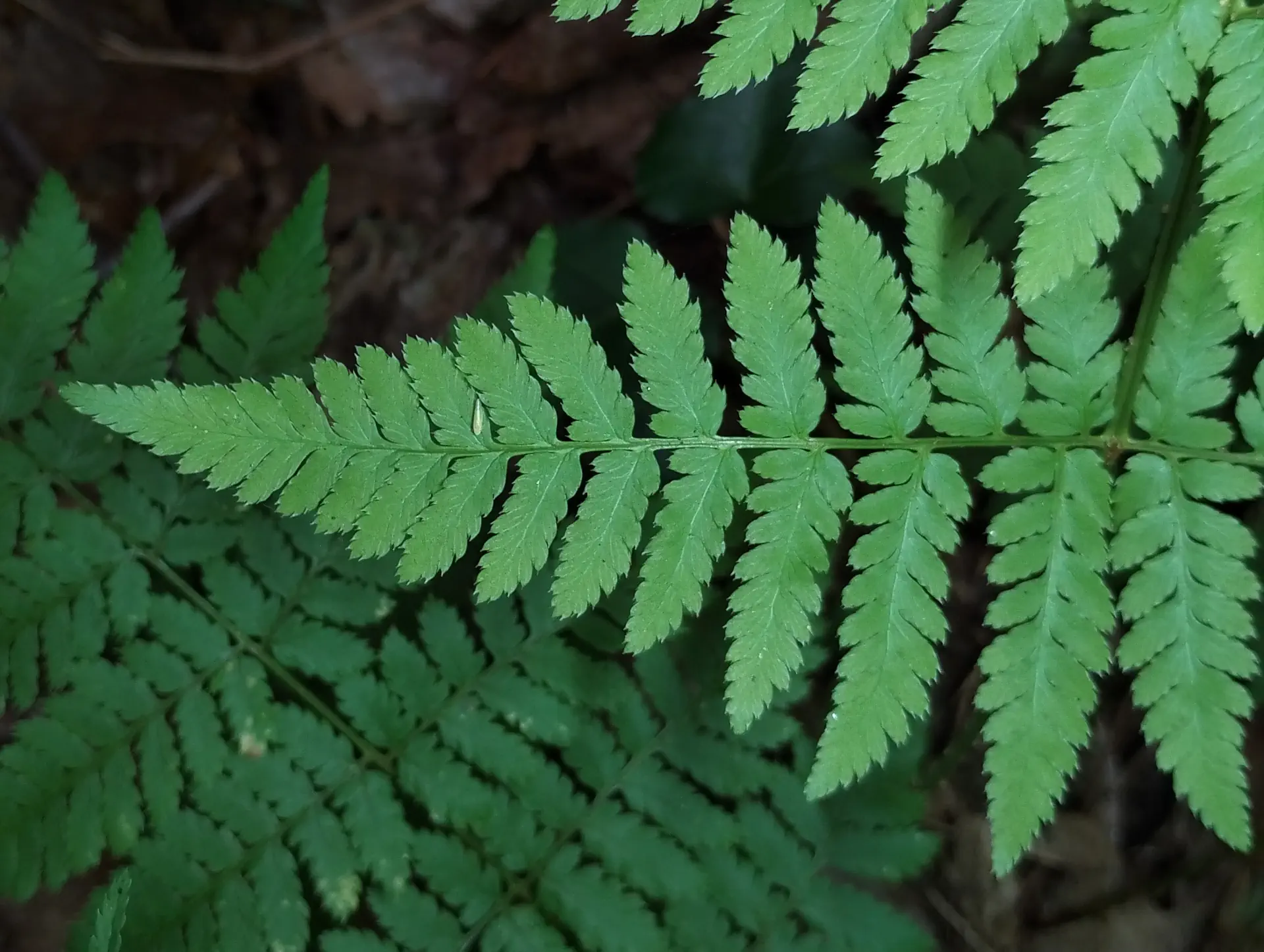 img/dryopteris-carthusiana-7.webp